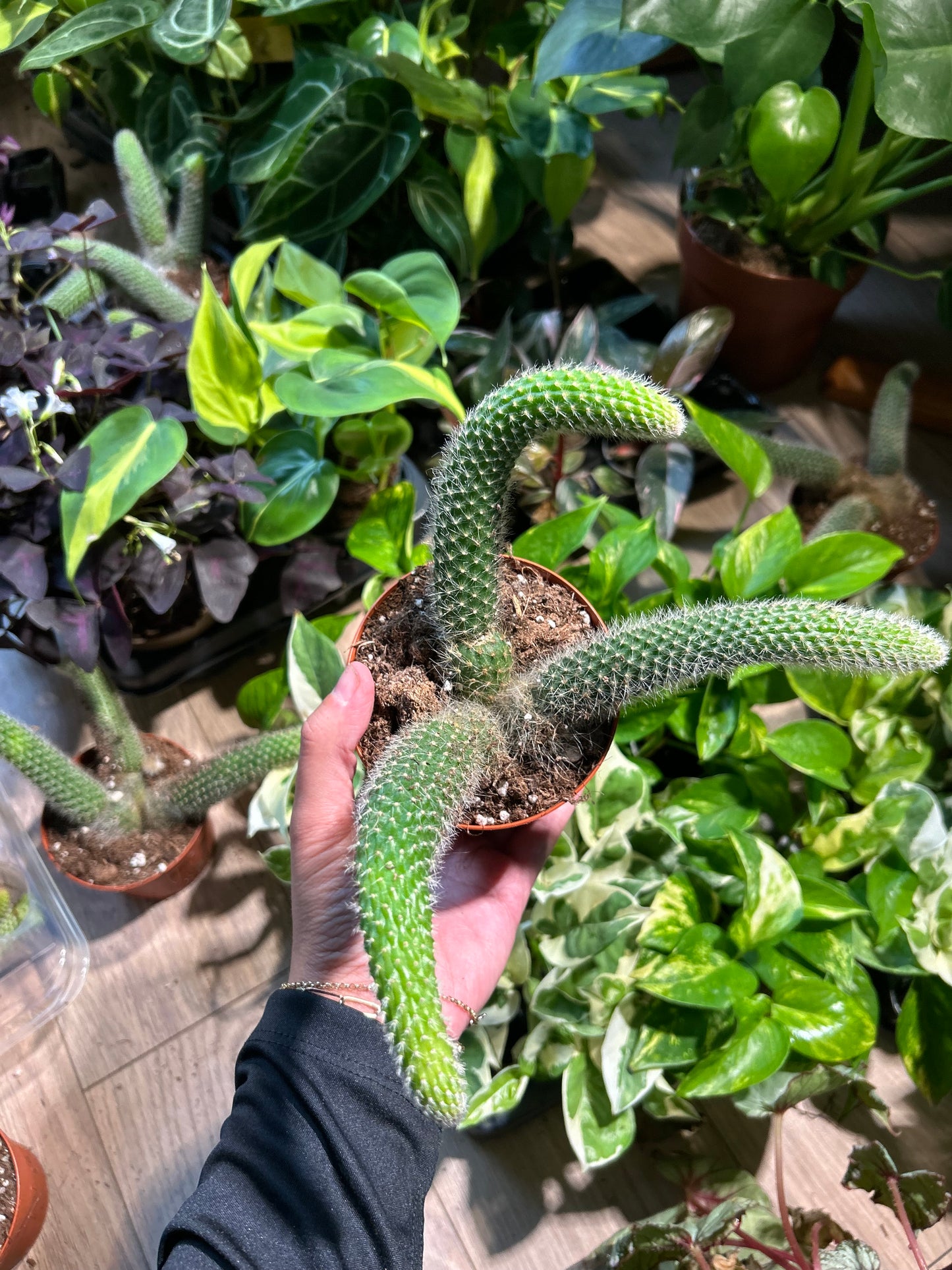 Monkey Tail Cactus