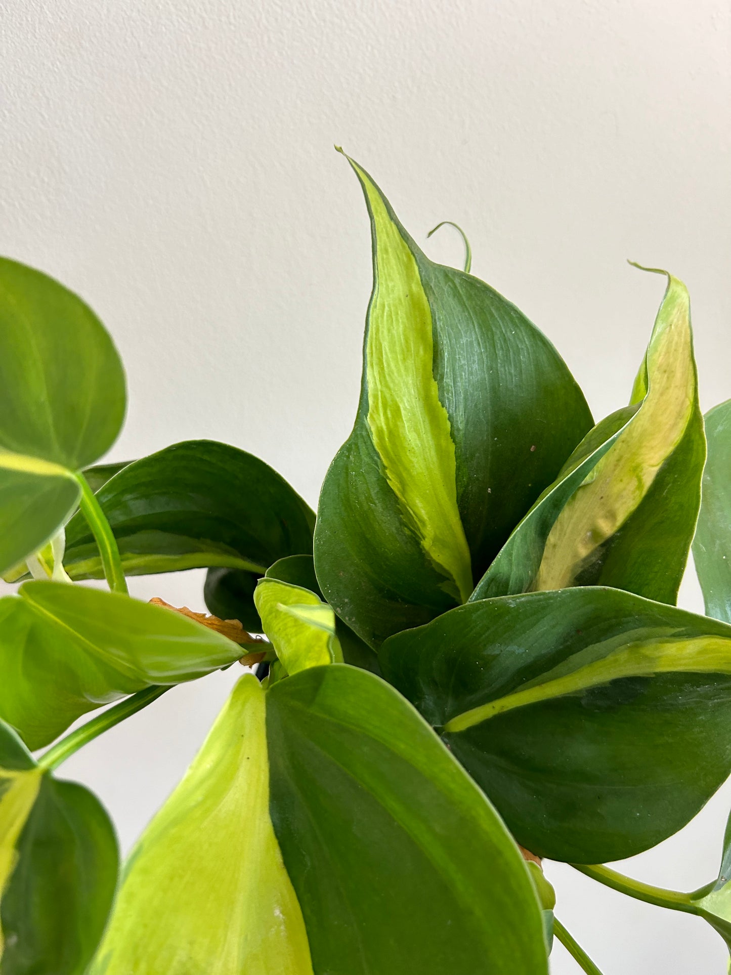 Philodendron Brasil