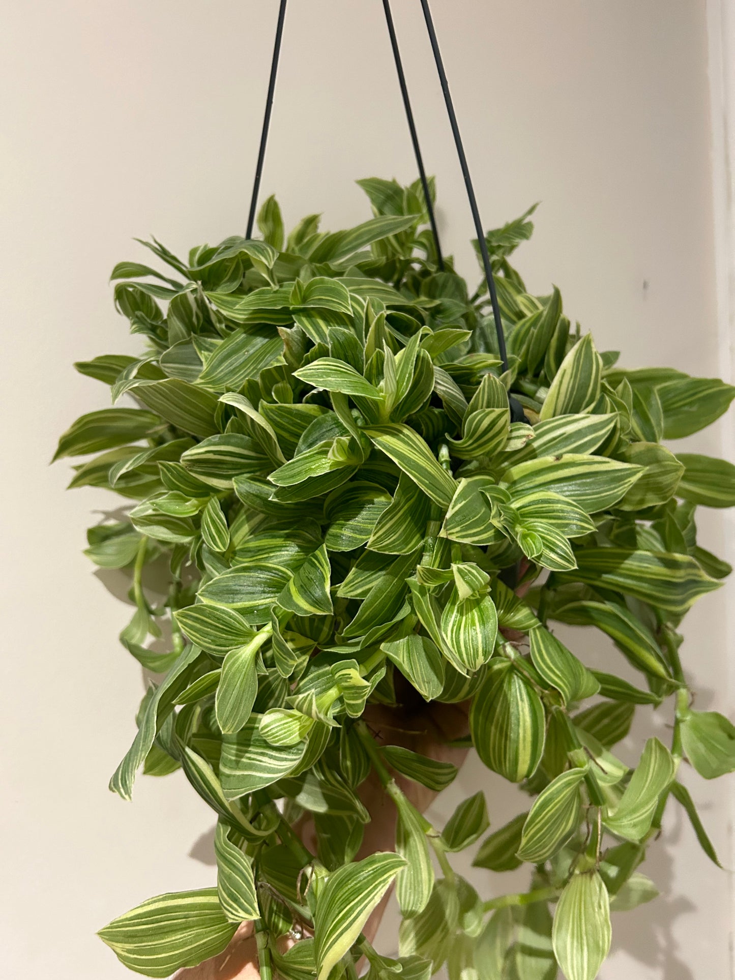 Tradescantia Hanging