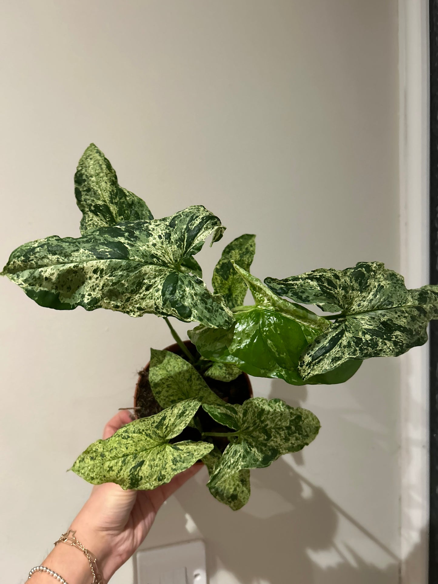 Syngonium Mottled - 12CM