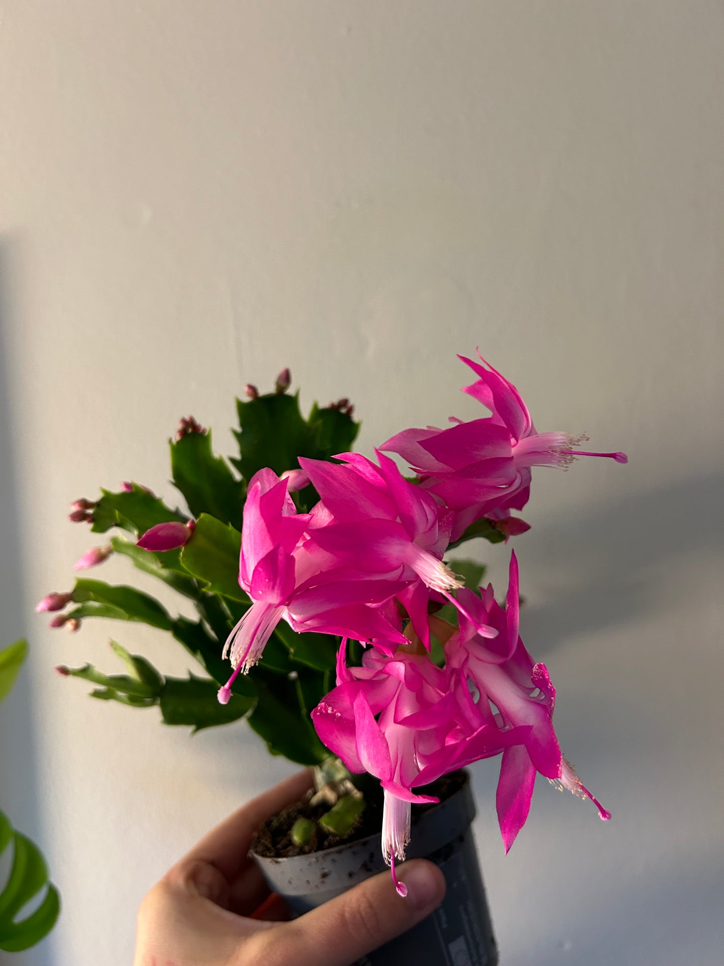 Christmas Cactus - Pink