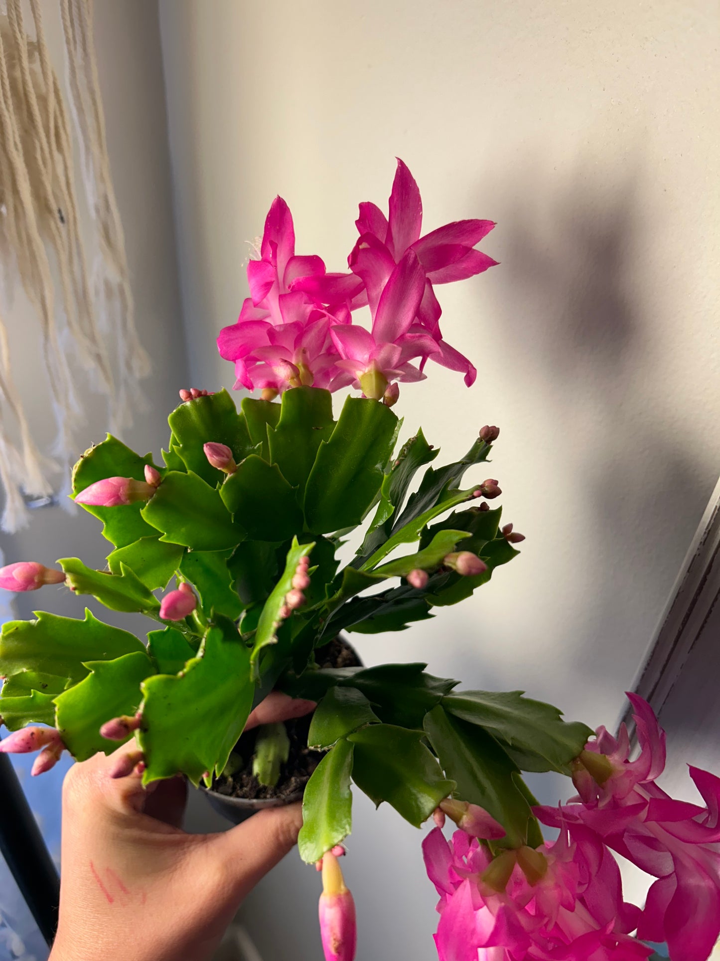 Christmas Cactus - Pink