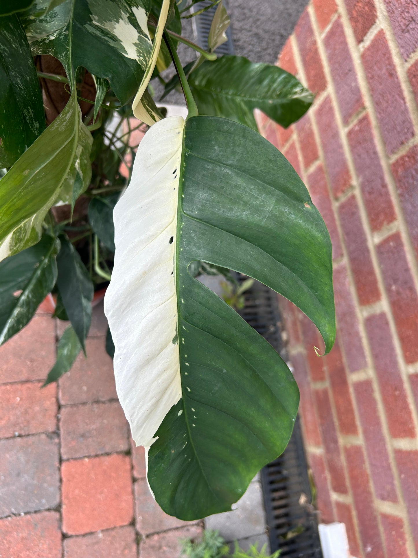 Variegated Epipremnum Pinnatum