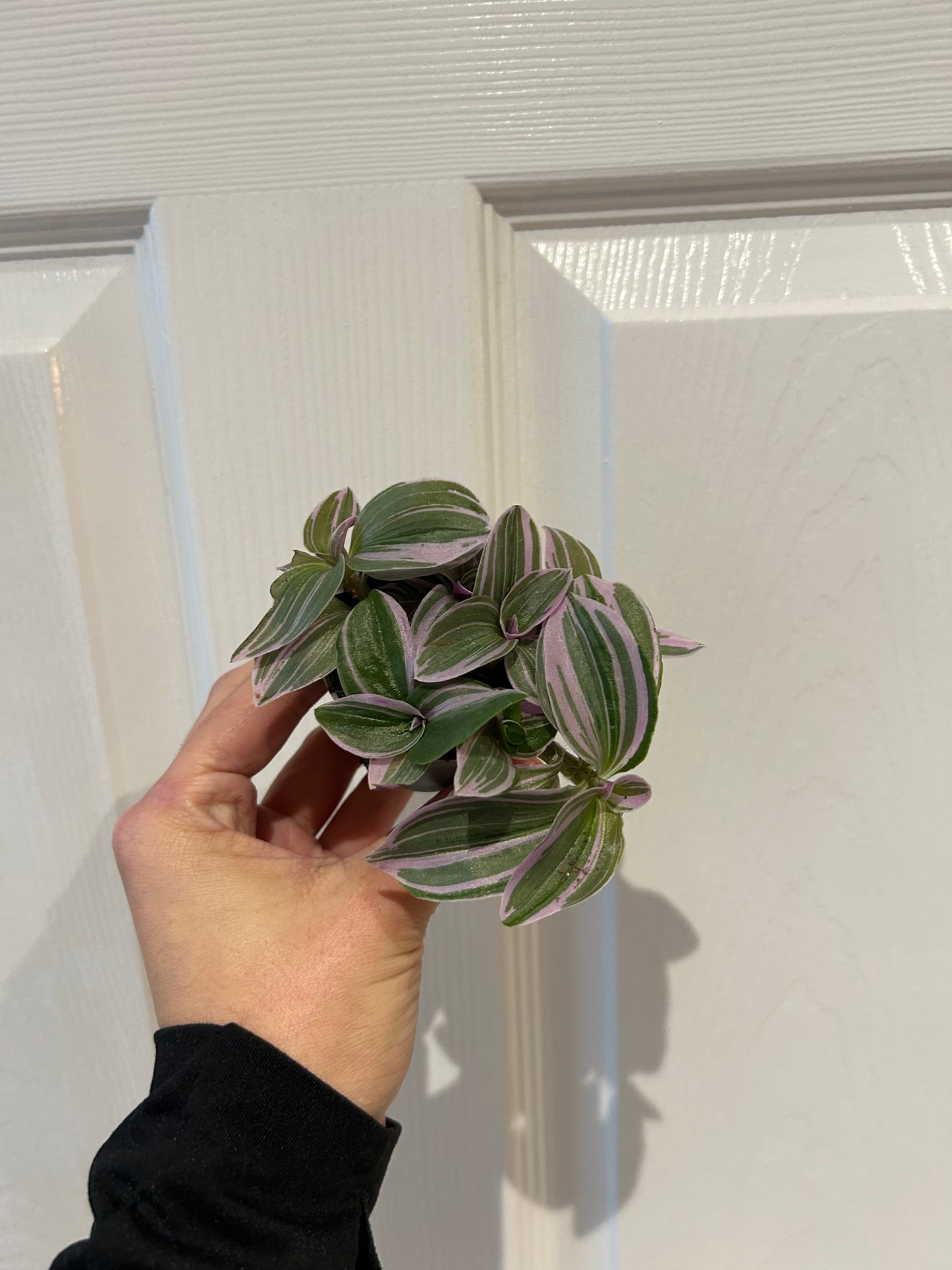 Tradescantia