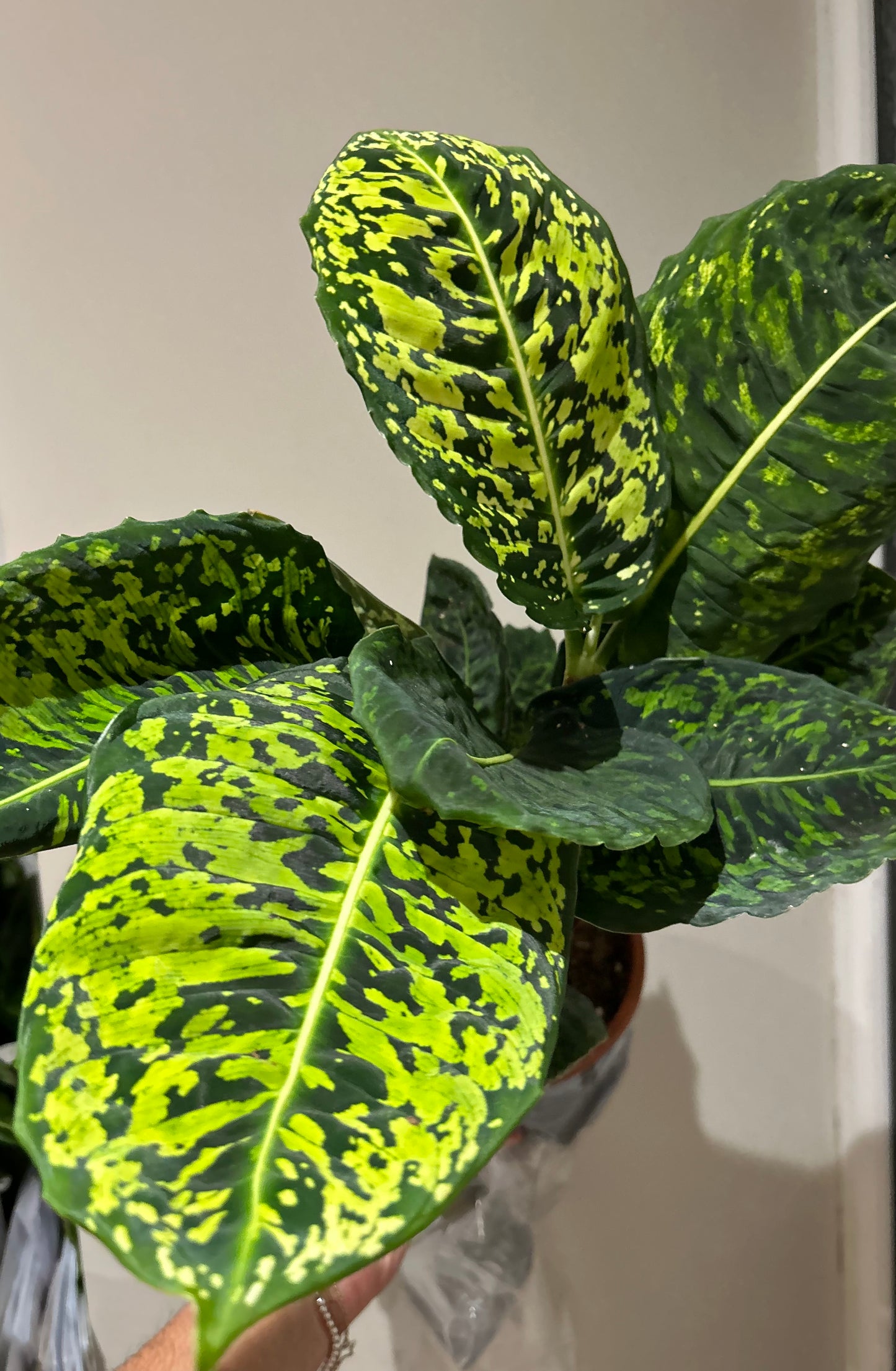 Dieffenbachia Reflector