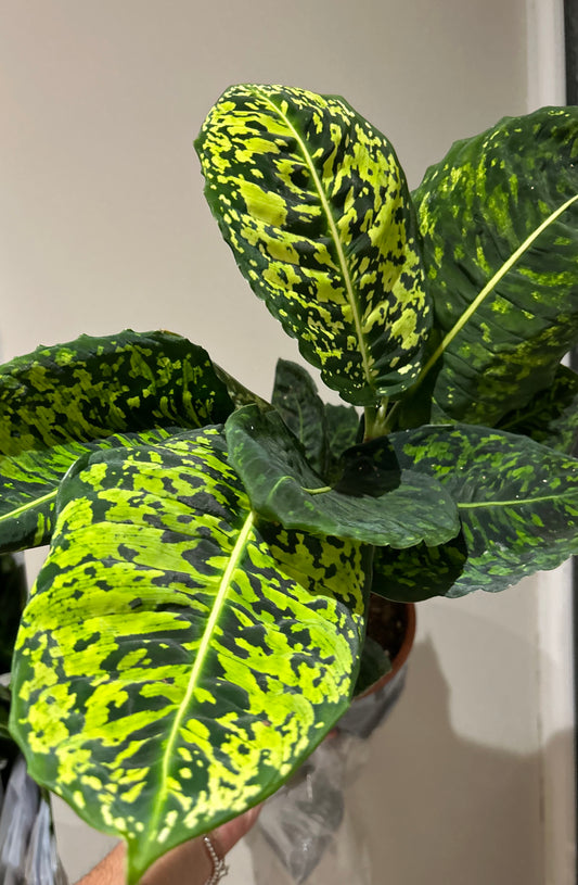 Dieffenbachia Reflector