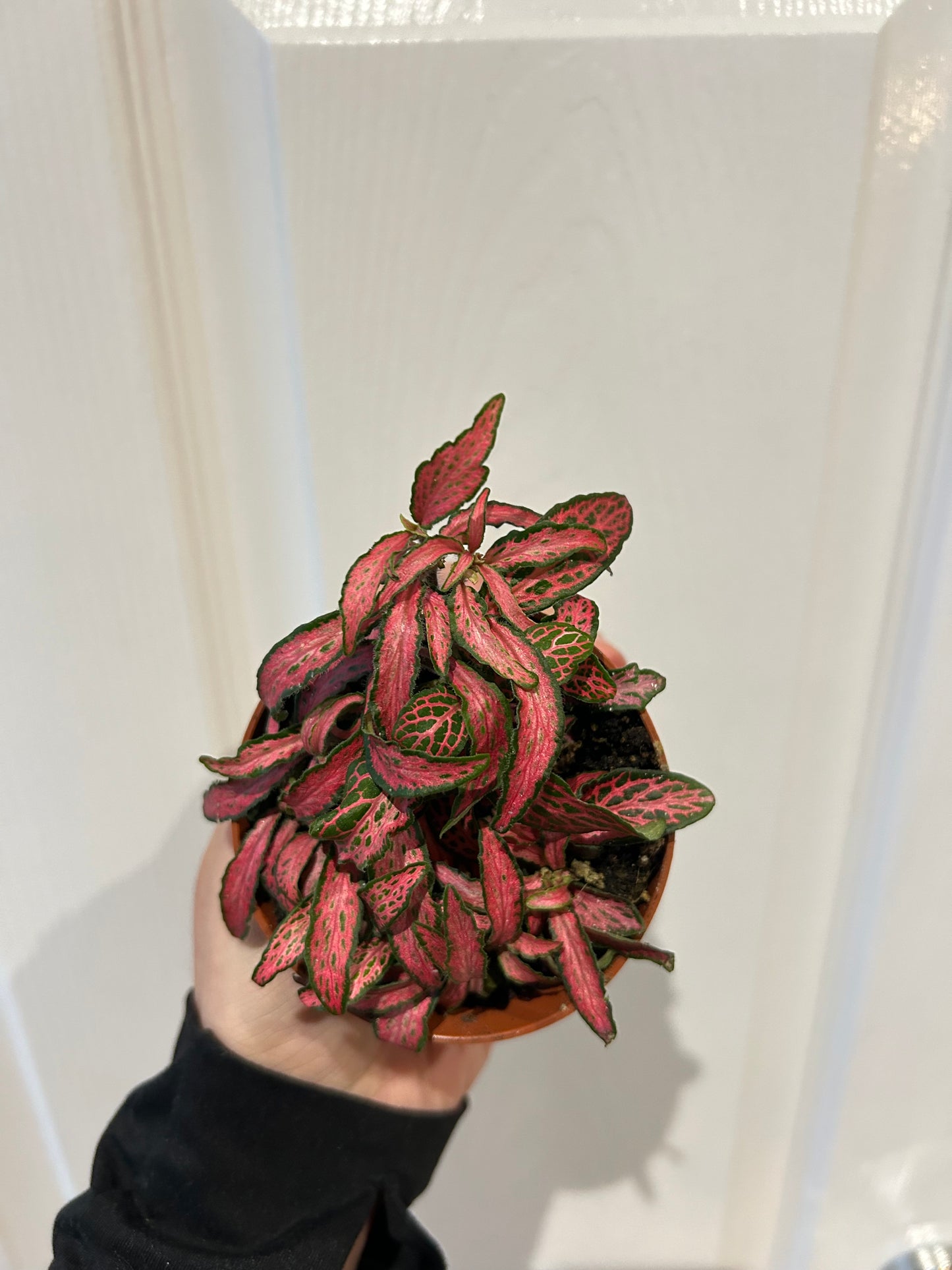 Fittonia- Forest Flame