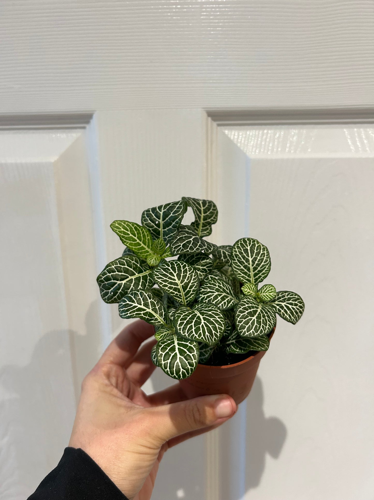 Fittonia - Mosaic Plant