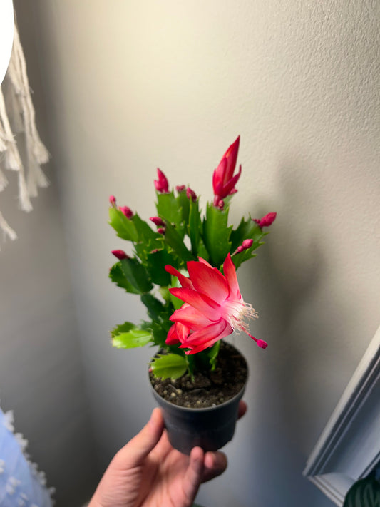 Christmas Cactus - Red