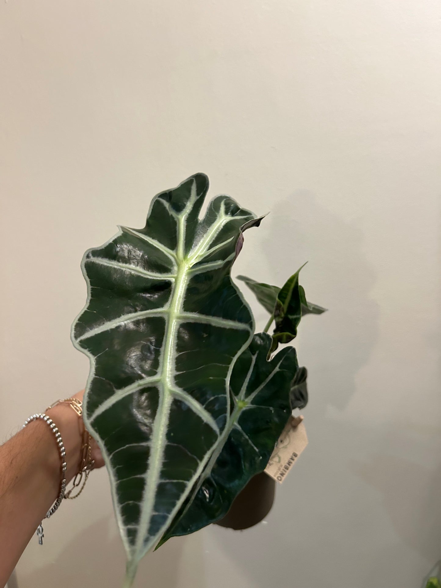 Alocasia Polly