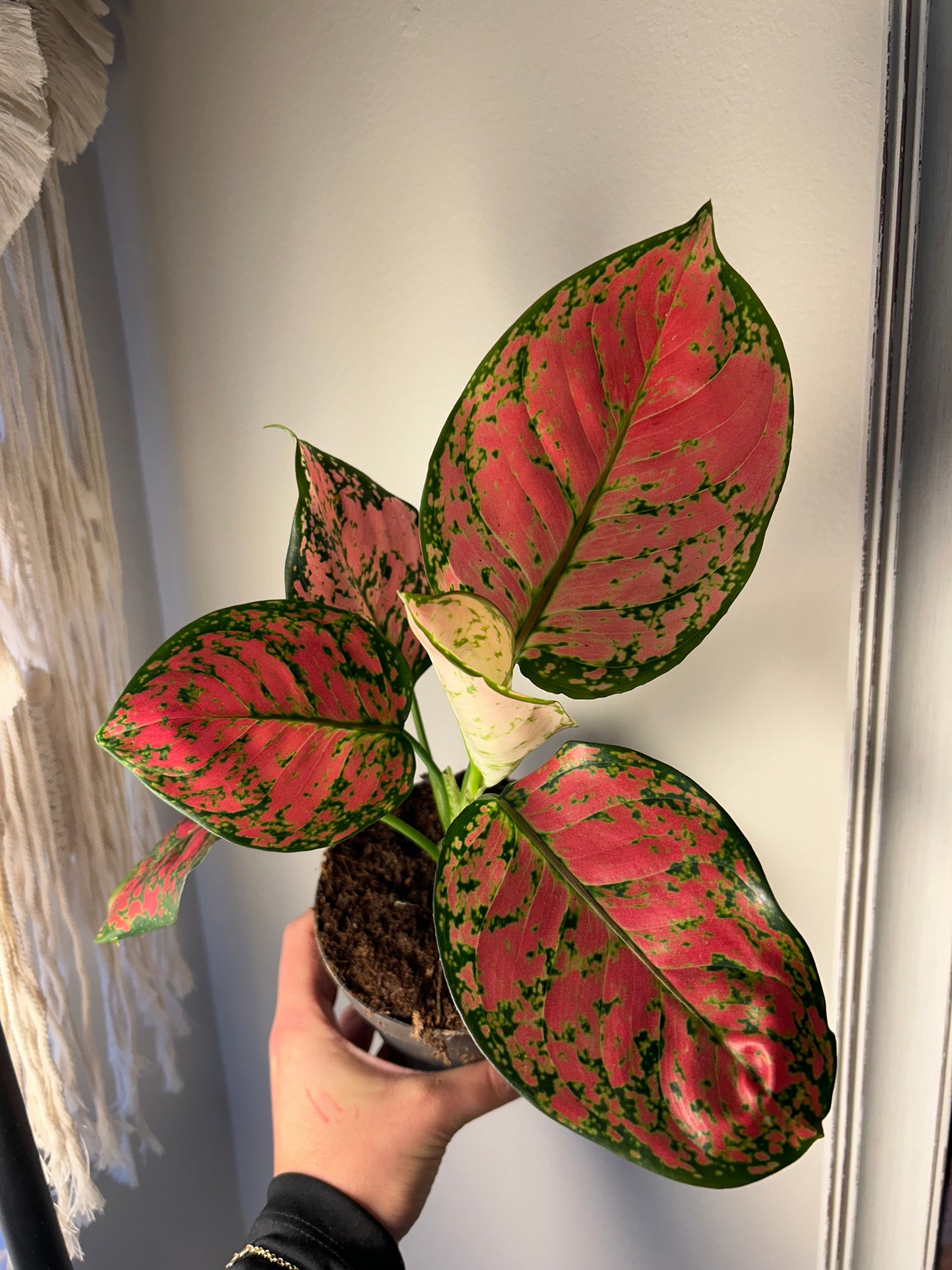 Aglaonema Crimson