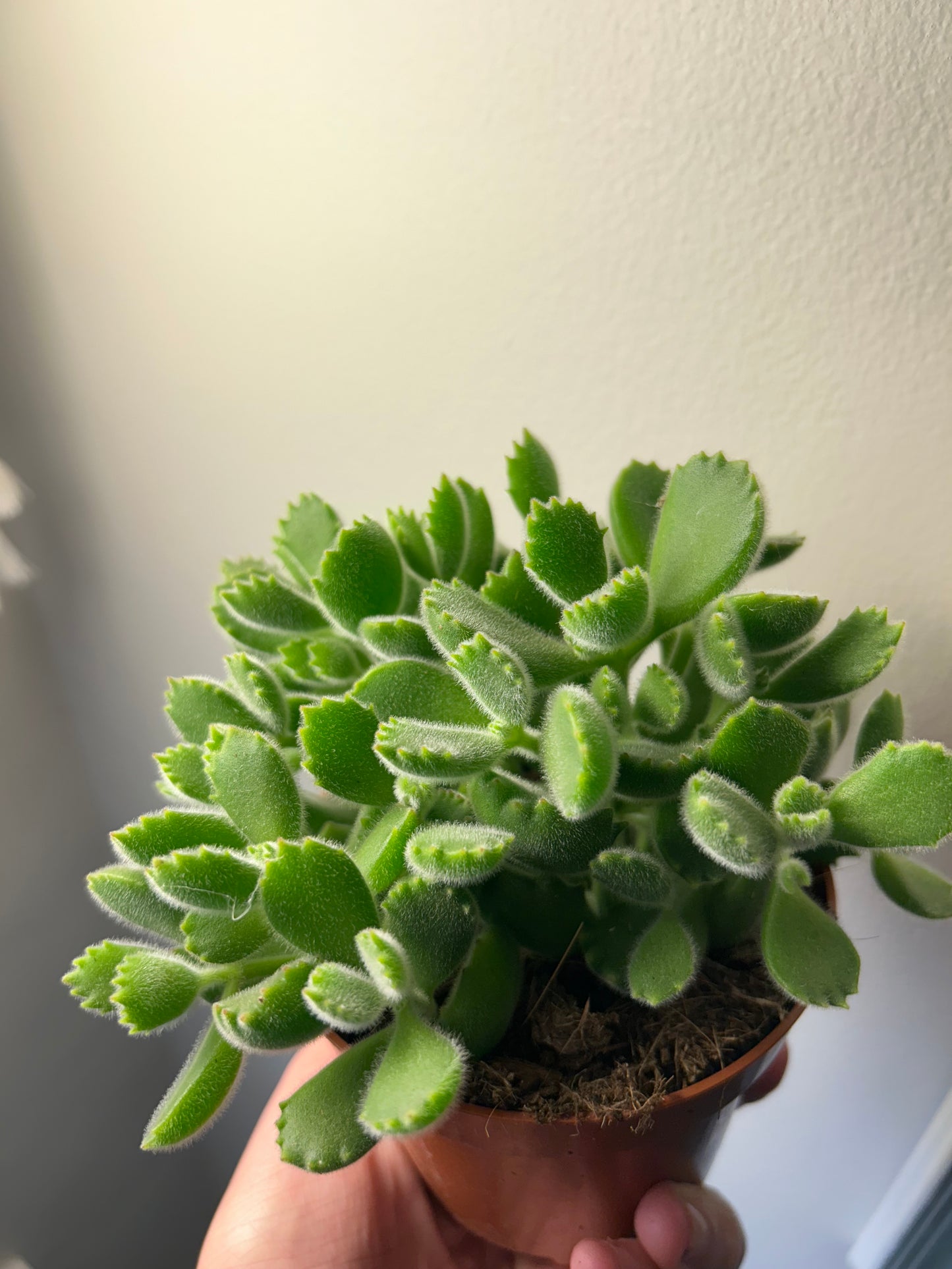 Cotyledon Tomentosa - Bear Paws