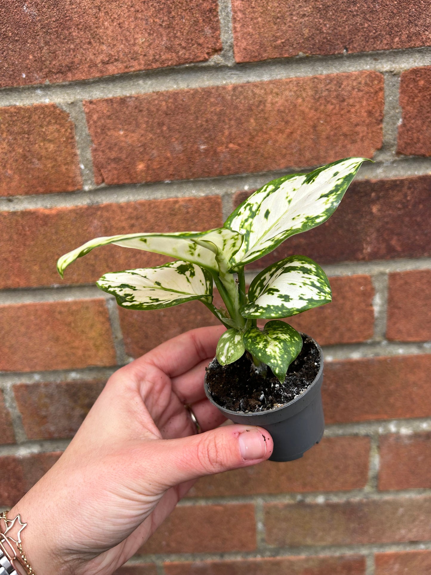 Aglaonema White Joy