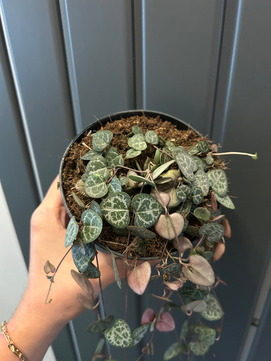 String of hearts