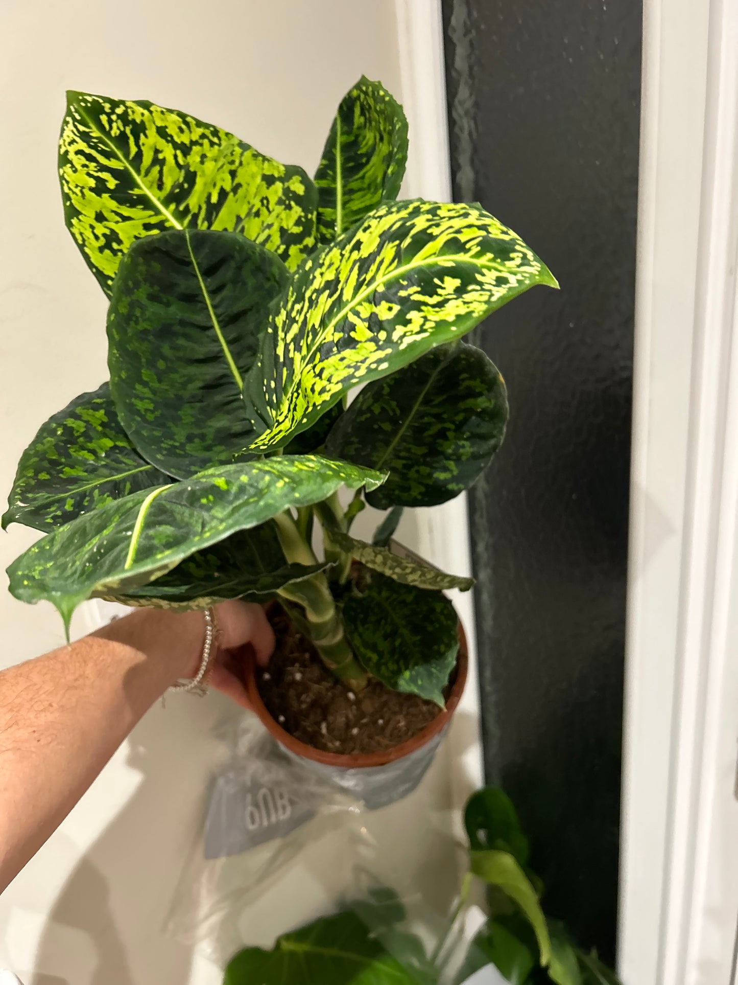 Dieffenbachia Reflector