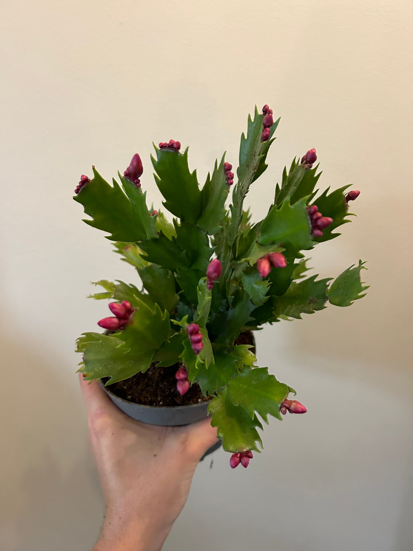 Christmas Cactus