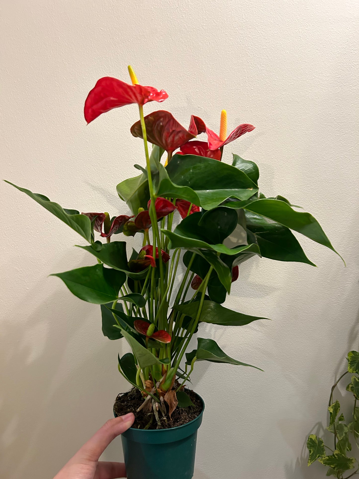 Flamingo Flower Anthurium