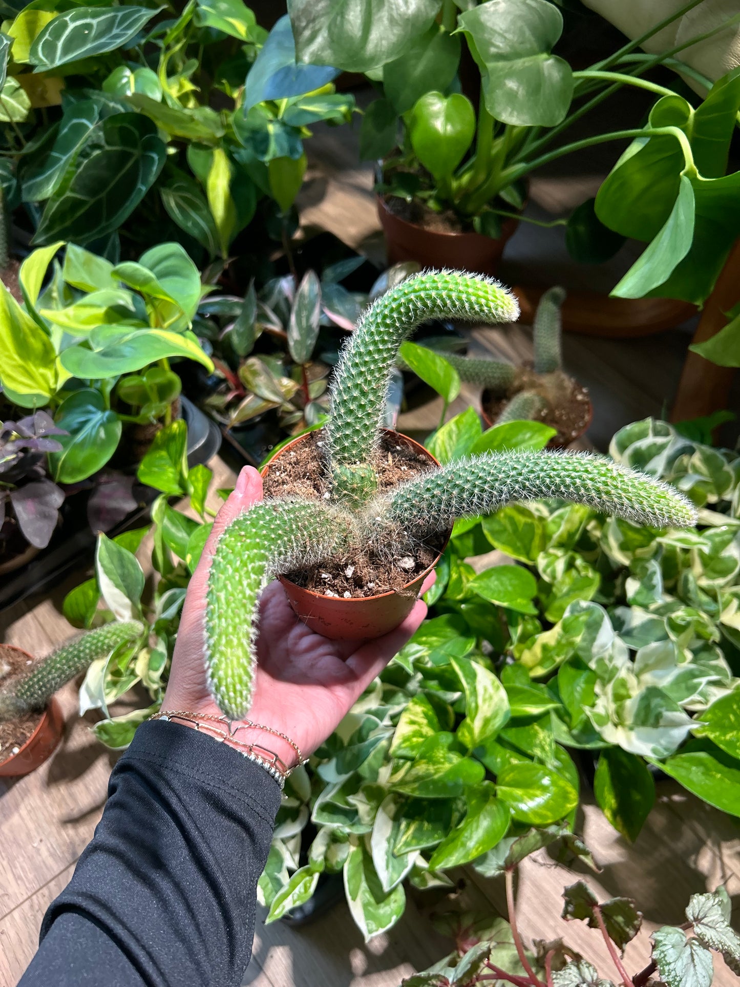 Monkey Tail Cactus