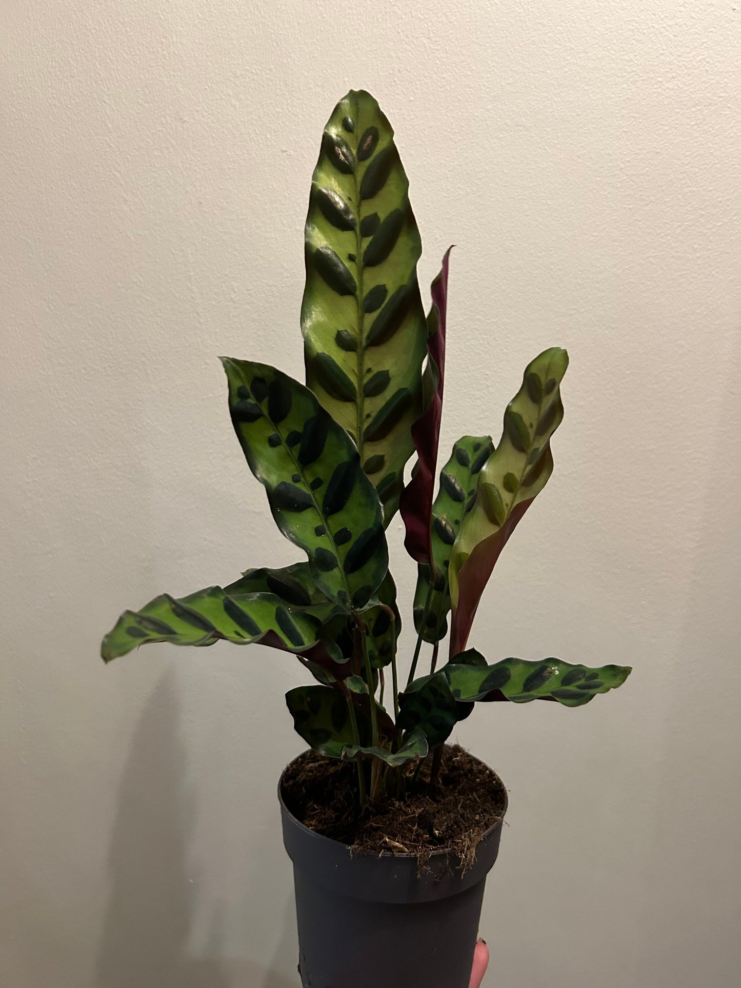 Calathea - Rattlesnake Plant