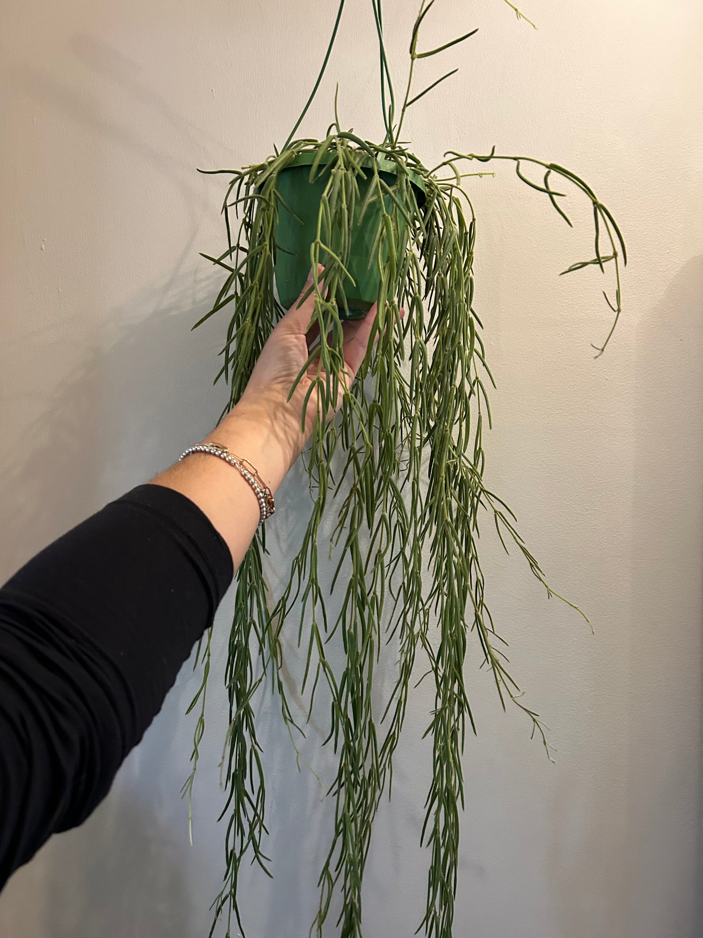 Hoya Linearis - Love Plant