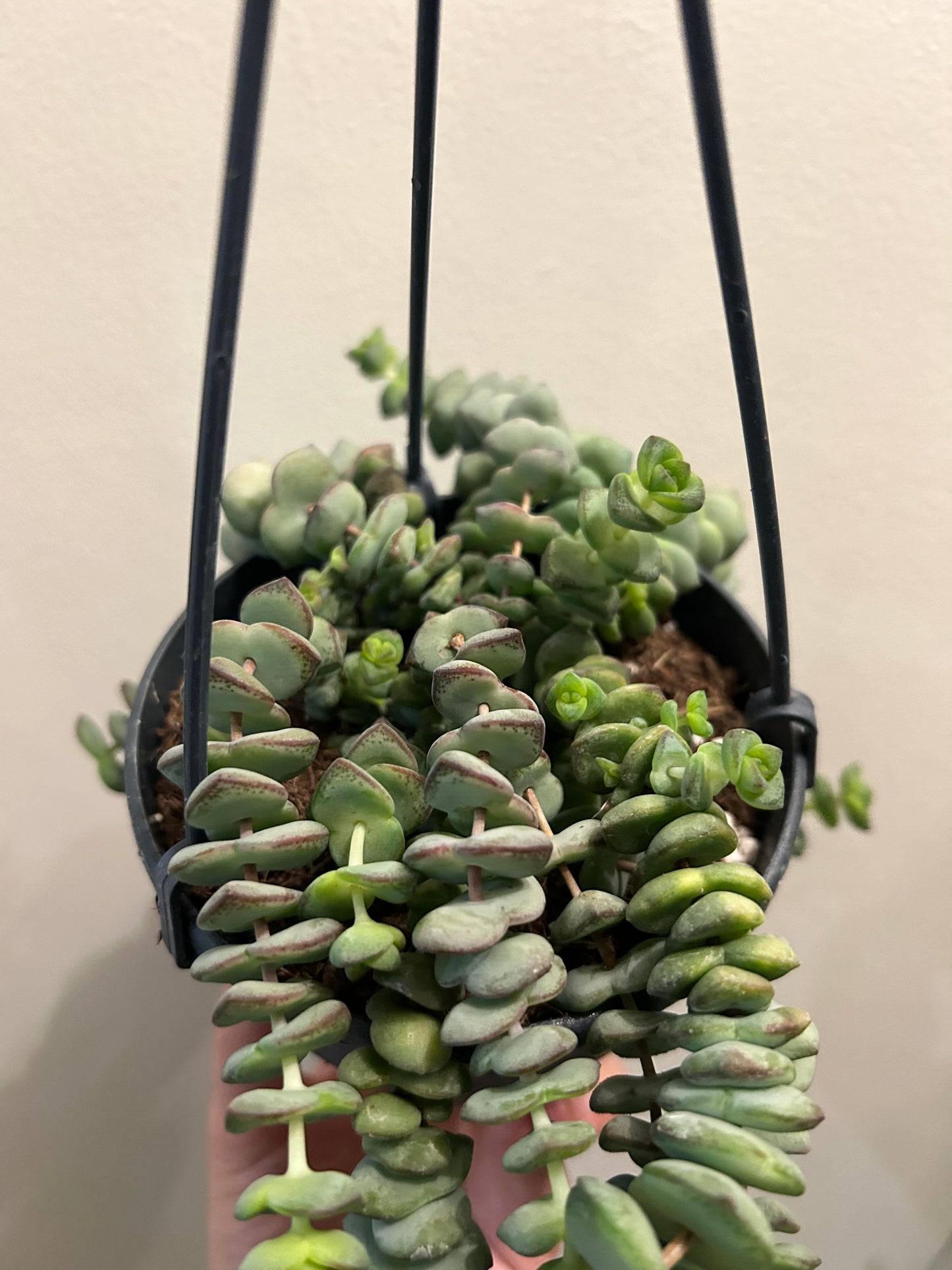 Crassula Hottentot