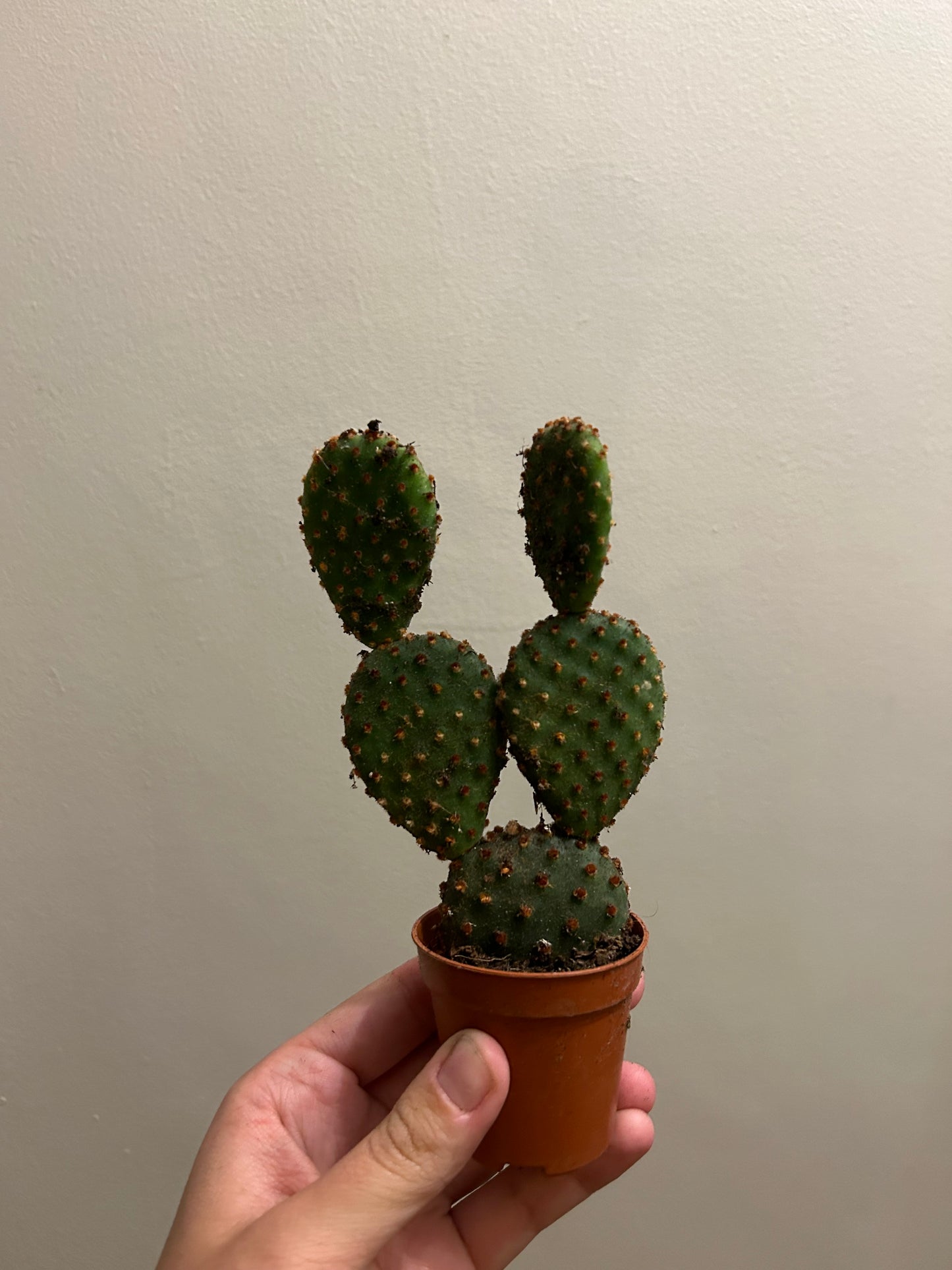 Cacti