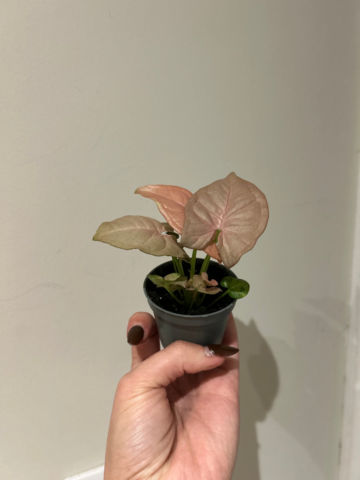 Syngonium Neon - 6cm