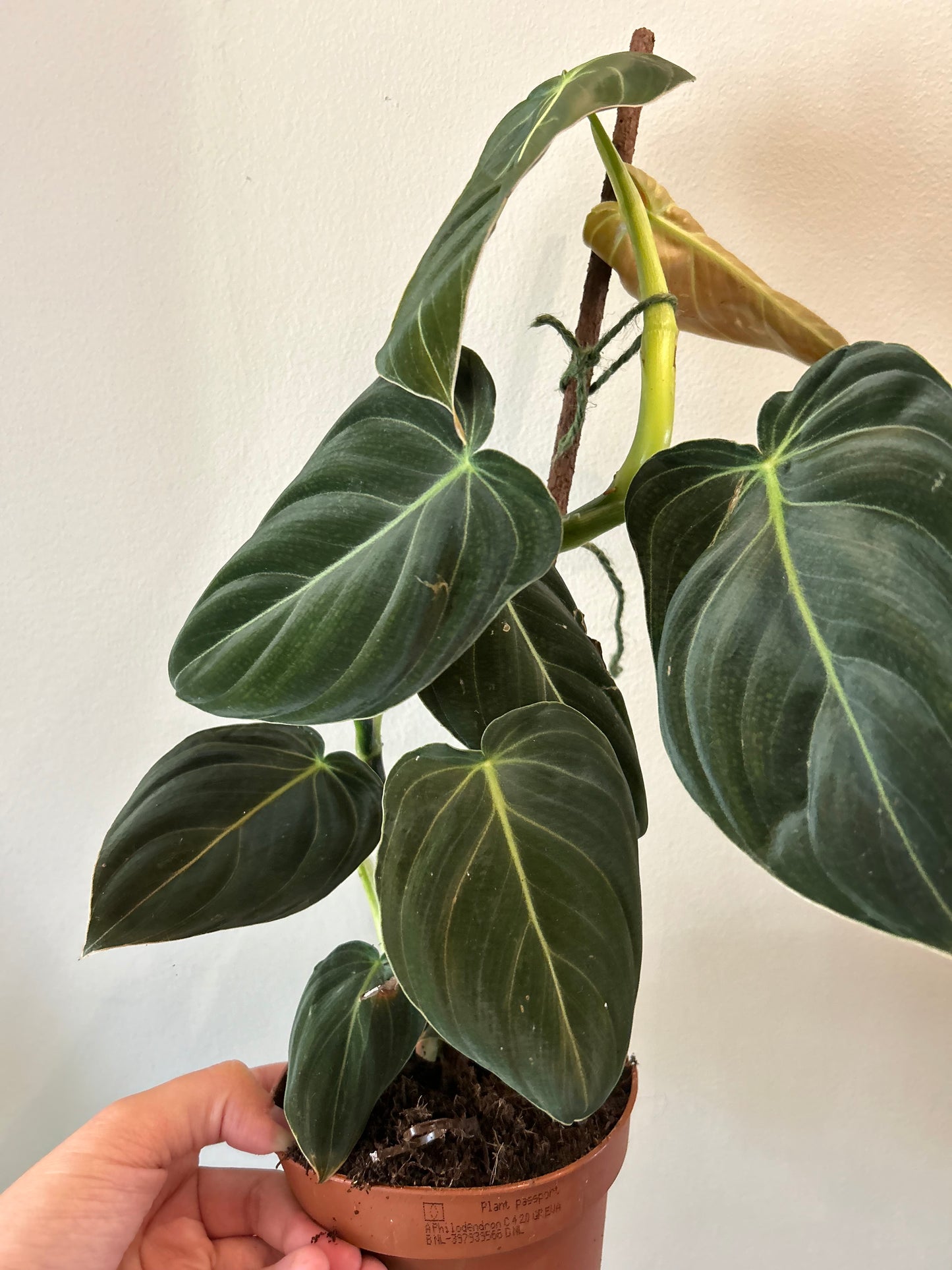 Philodendron Melanochrysum on pole