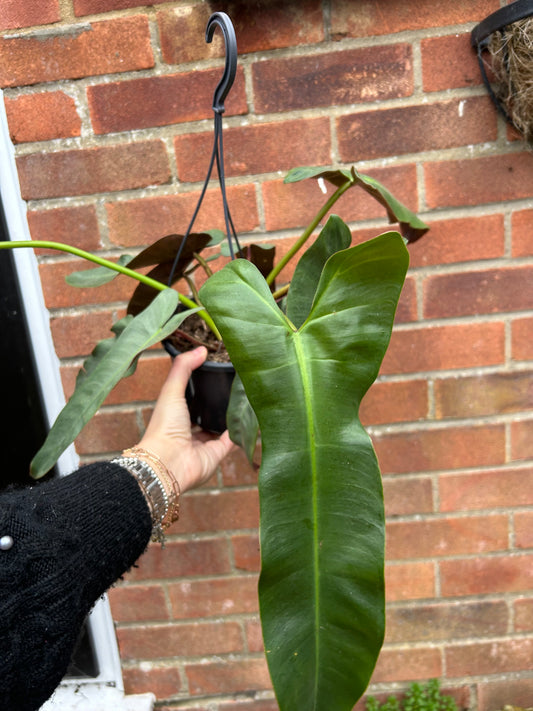 Philodendron atabapoense - hanging