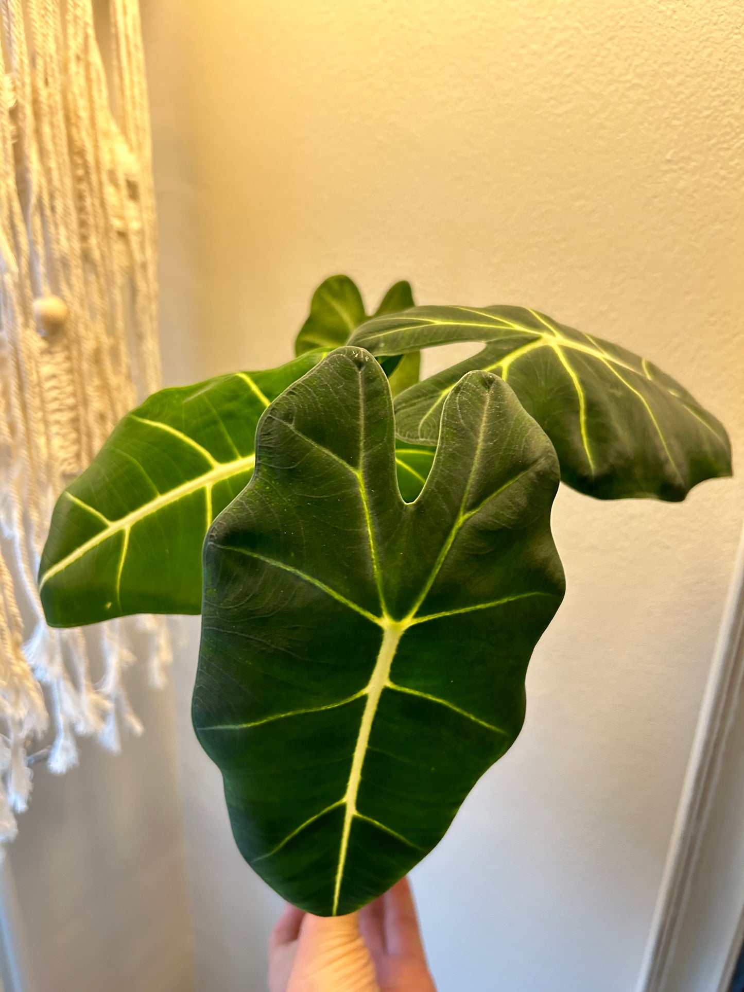 Alocasia Frydek