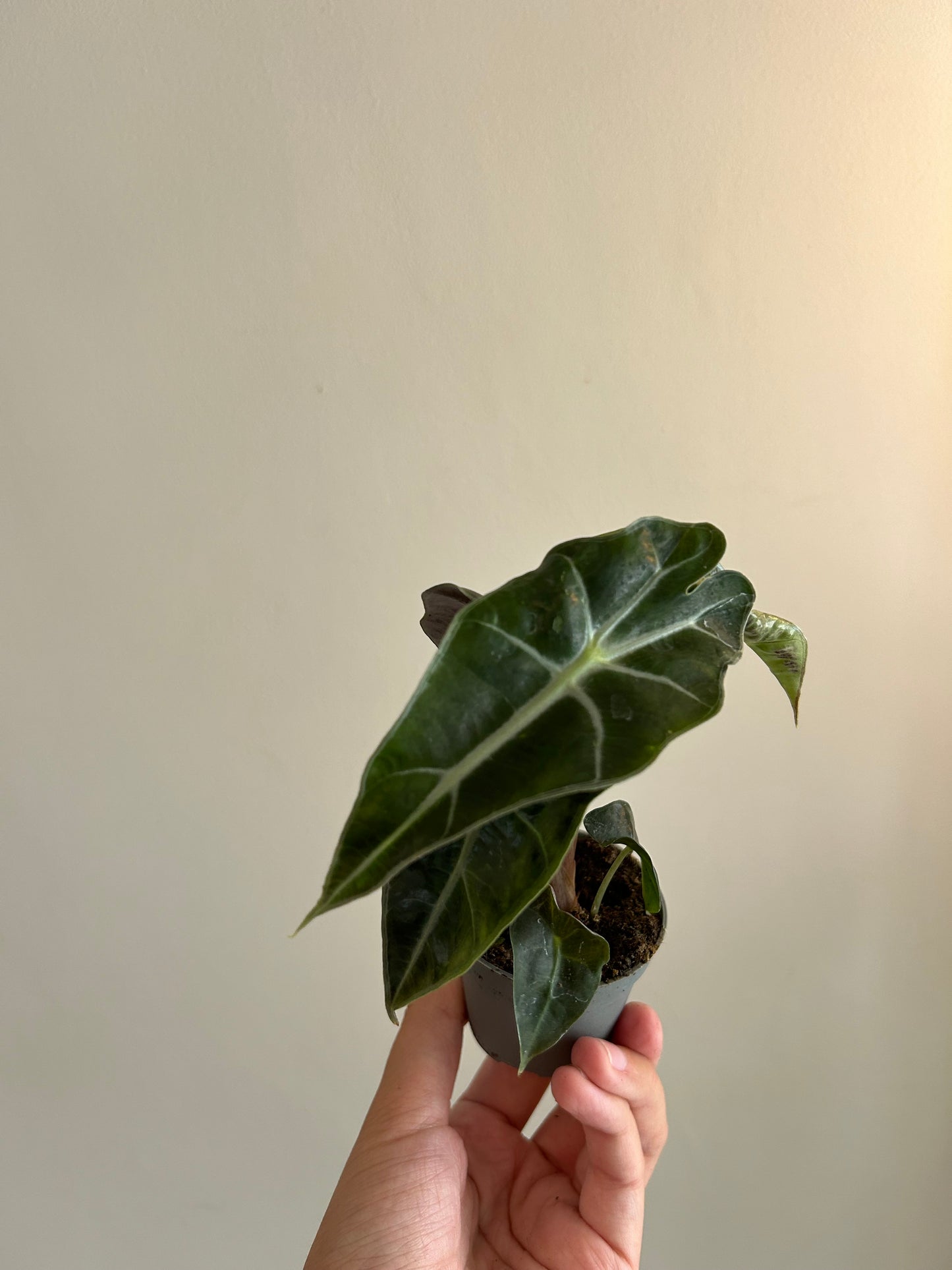 Alocasia Polly