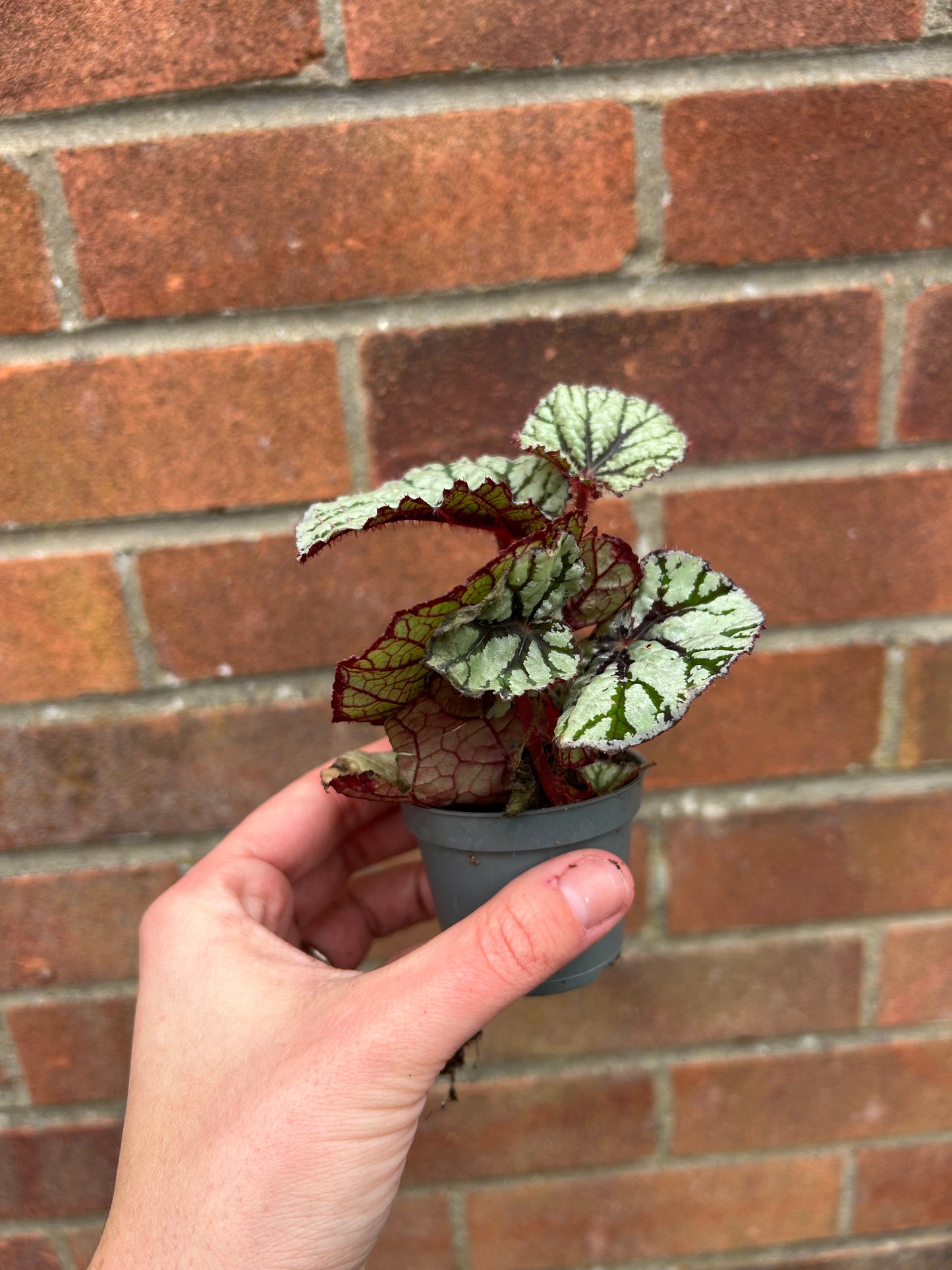 Begonia - 6cm