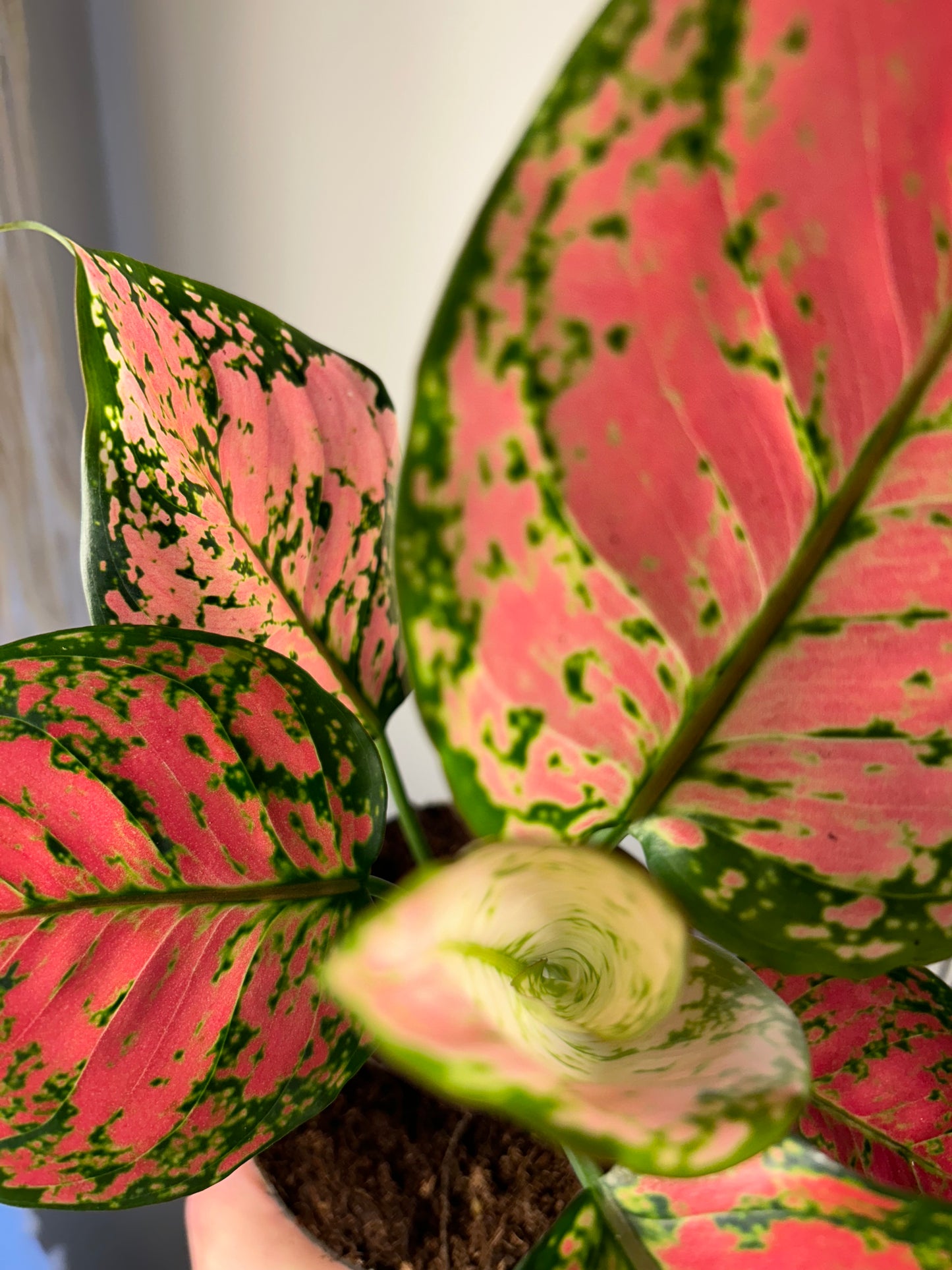 Aglaonema Crimson