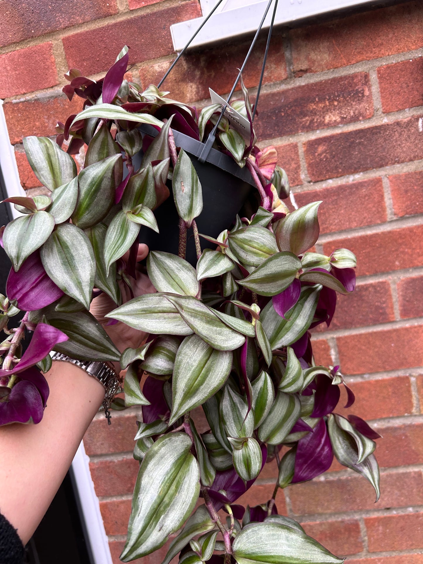 Tradescantia trailing - hanging