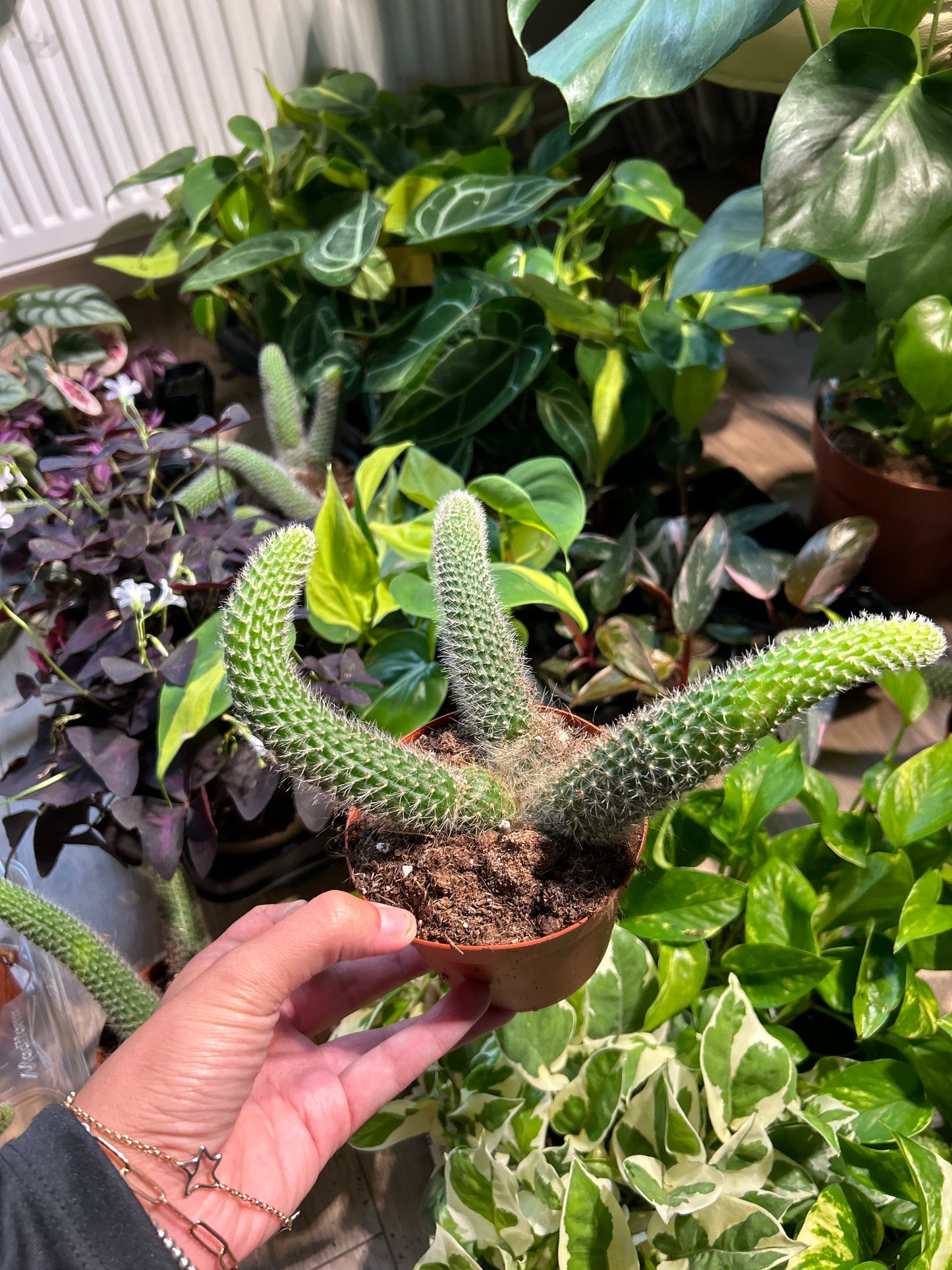 Monkey Tail Cactus