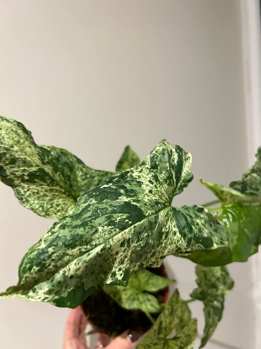 Syngonium Mottled - 12CM