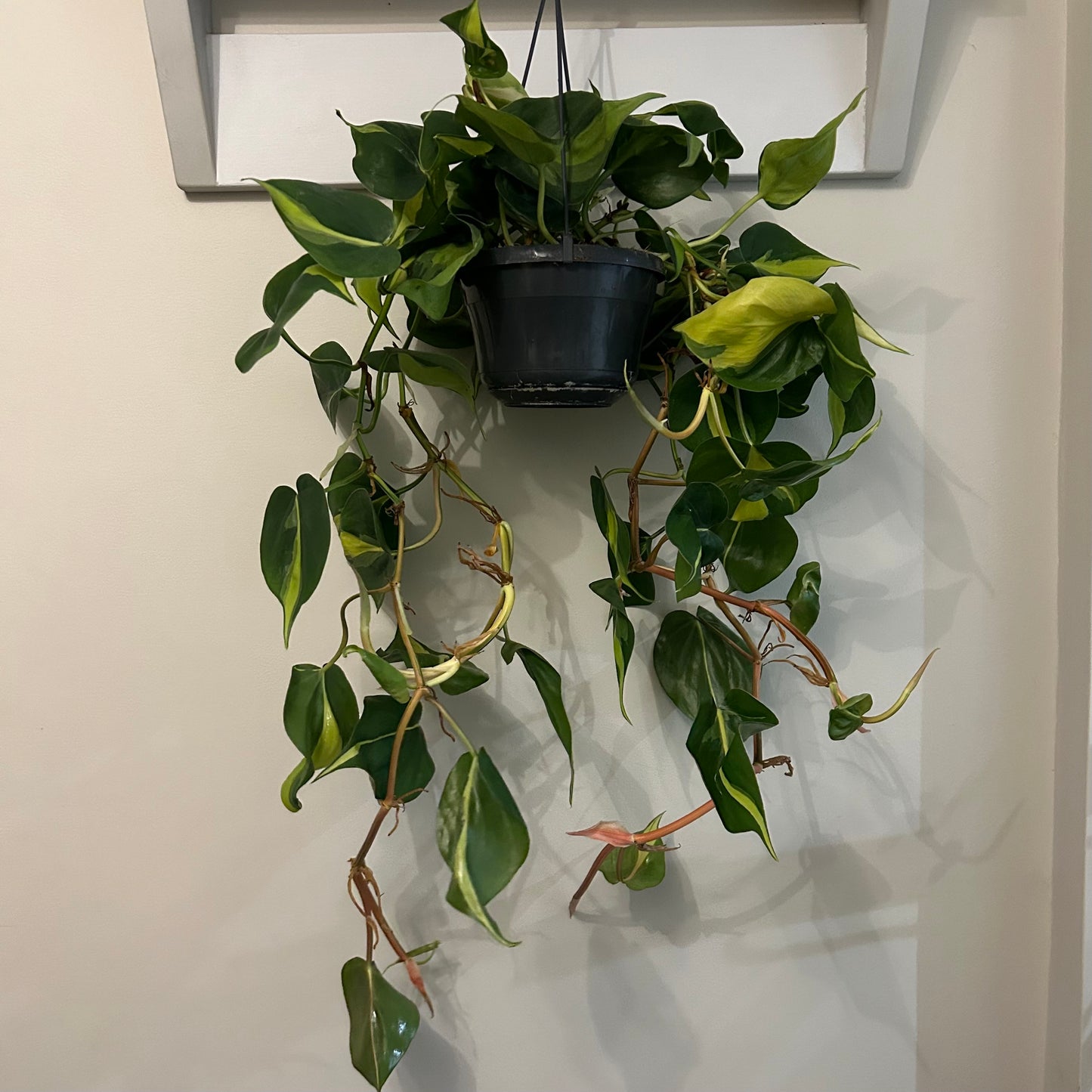 Philodendron Brasil - Hanging