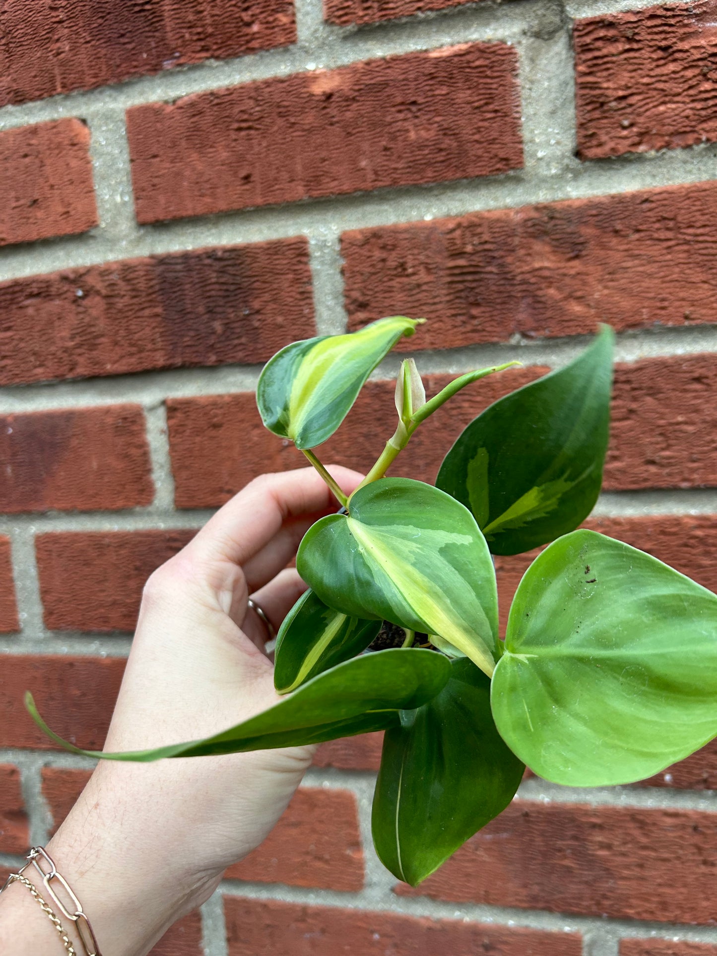 Philodendron Brasil - 6cm