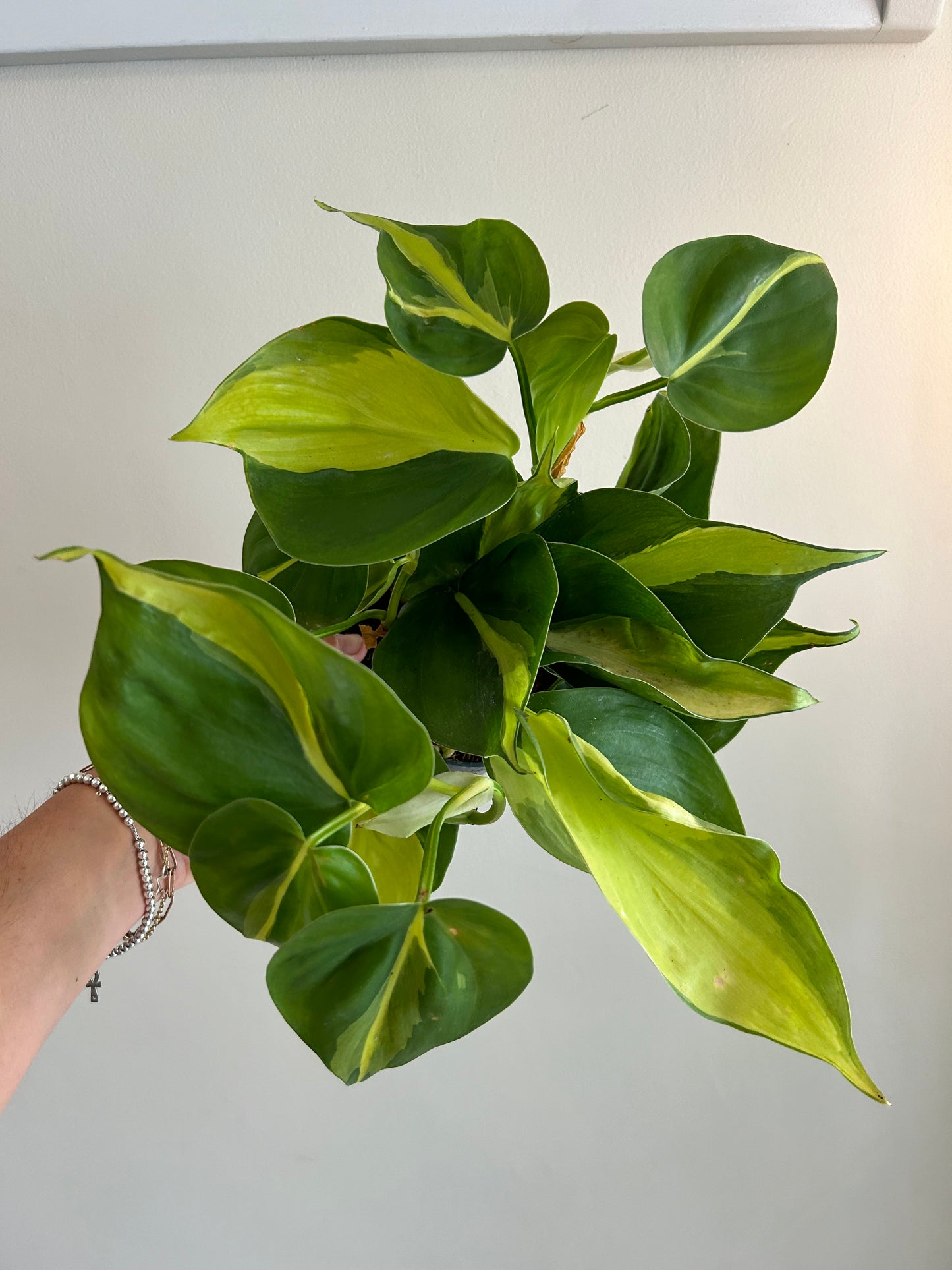 Philodendron Brasil