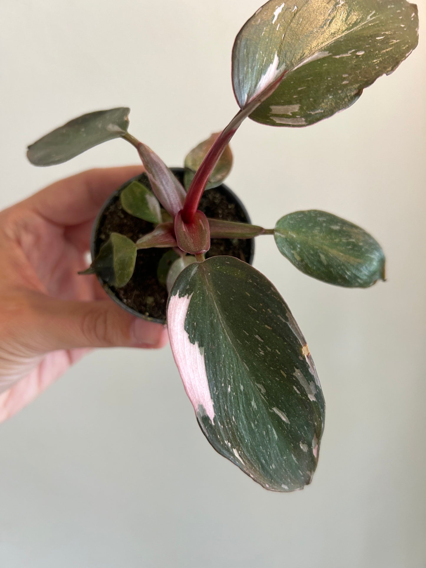 Philodendron Pink Princess ‘Marbled’