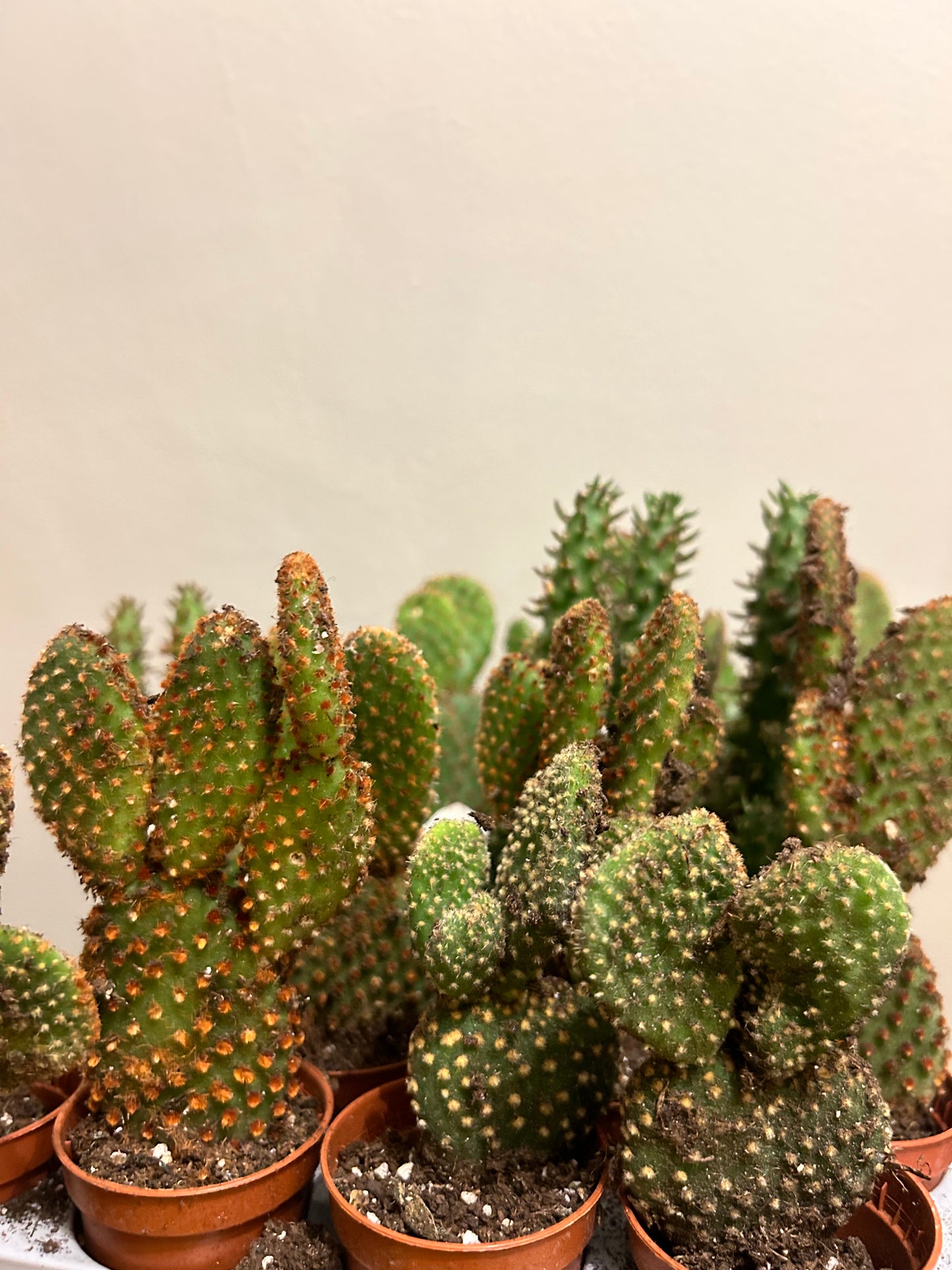 Cacti