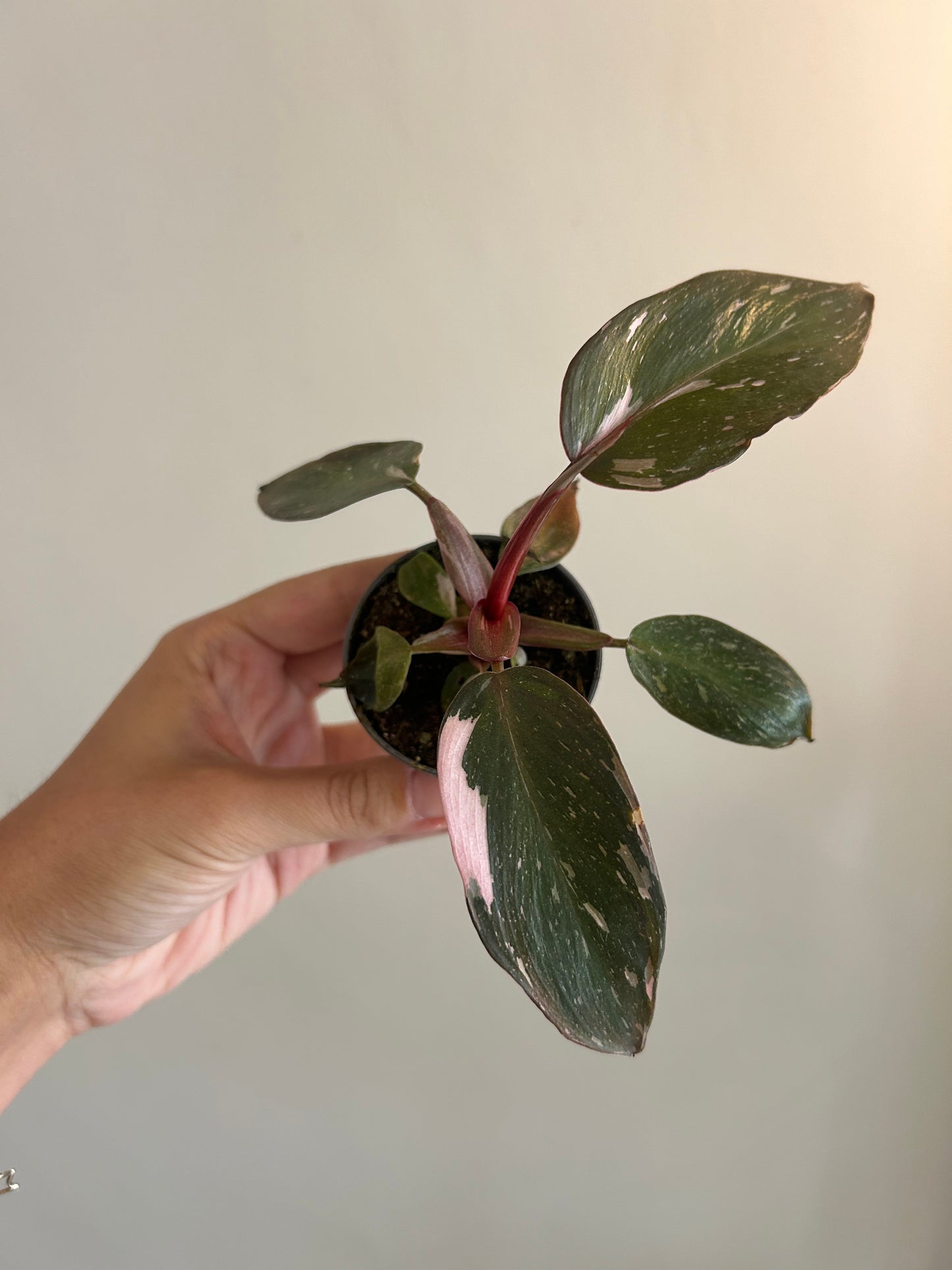 Philodendron Pink Princess ‘Marbled’