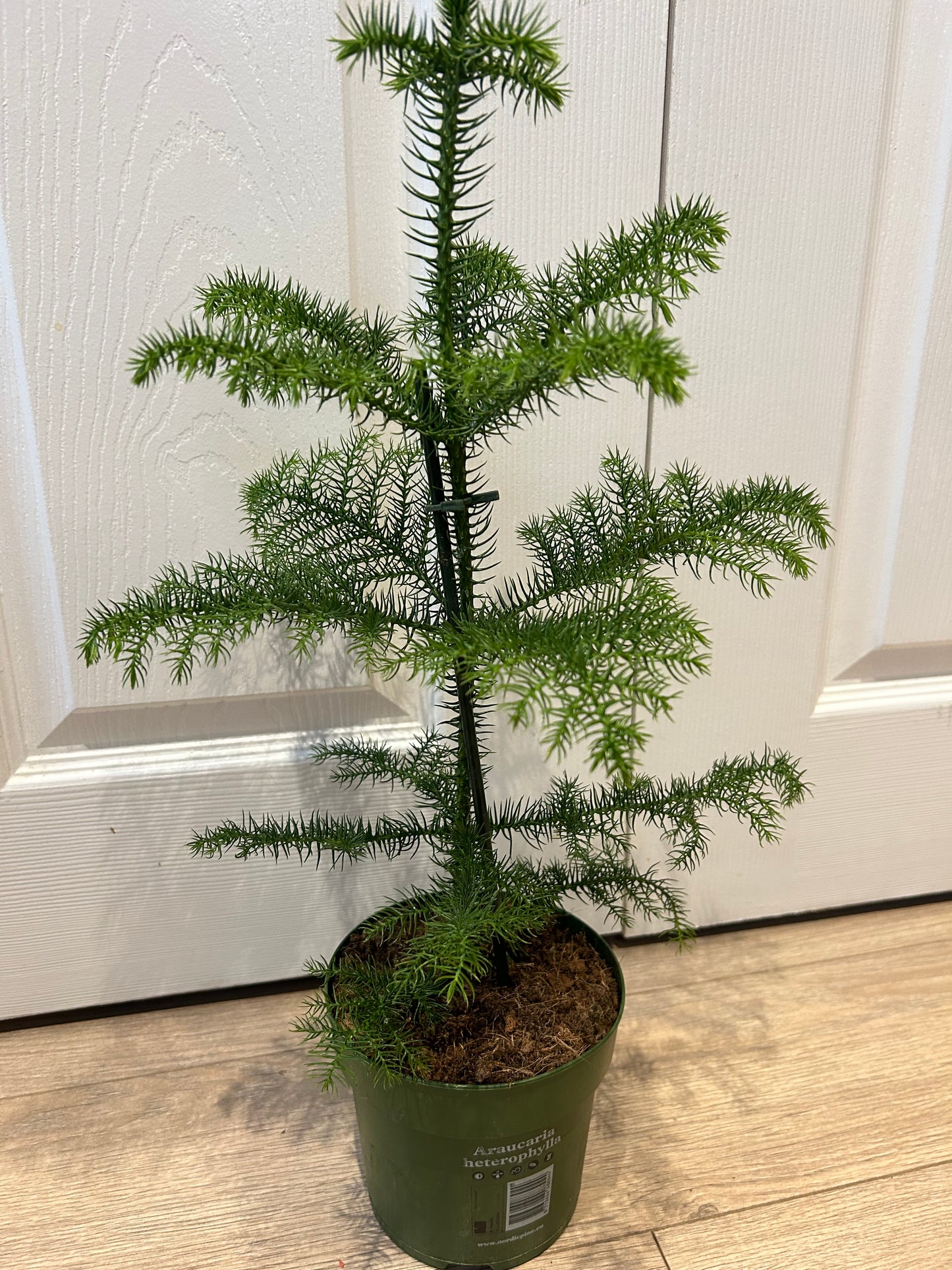 Norfolk Pine