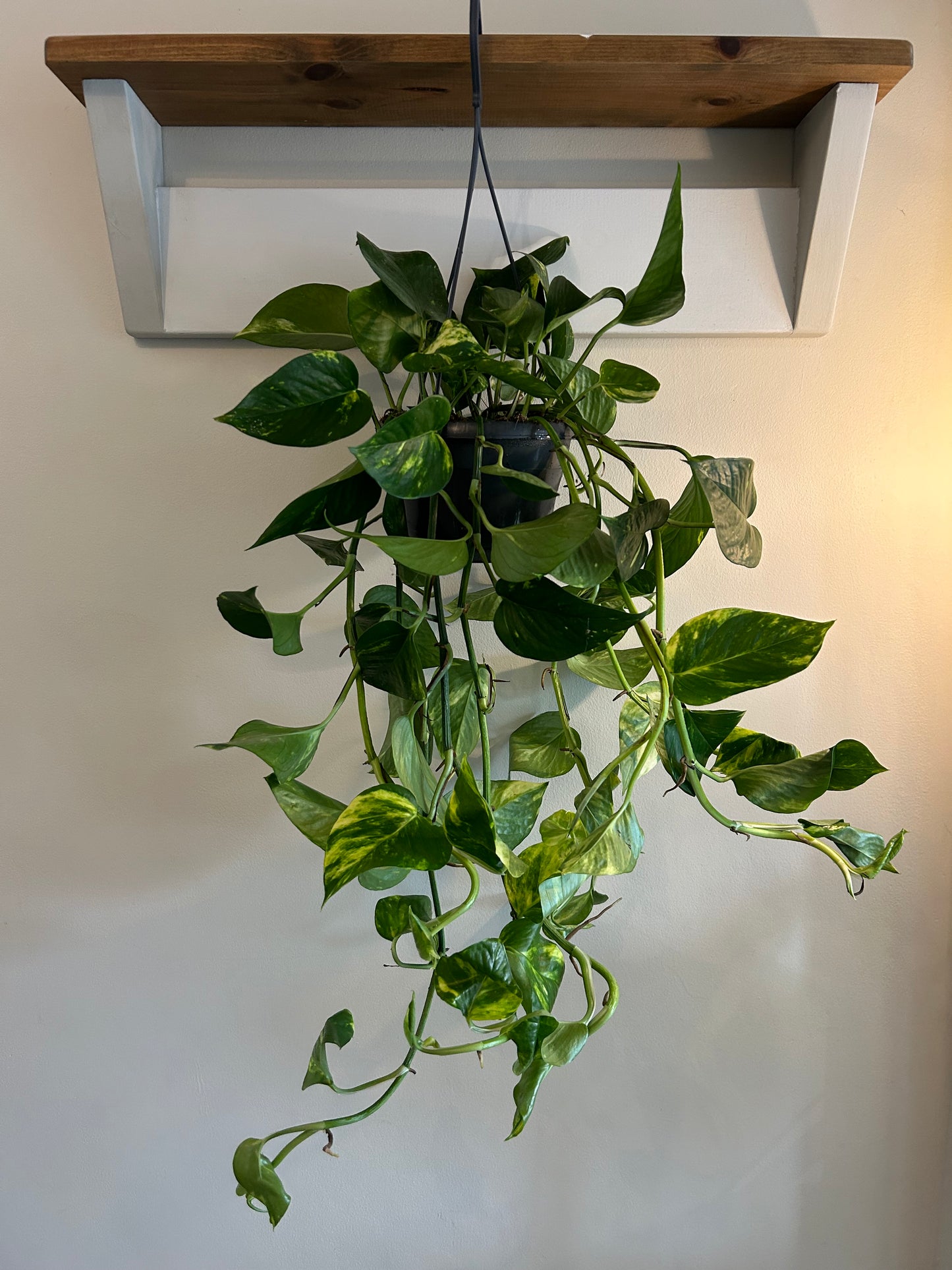 Golden Pothos Hanging