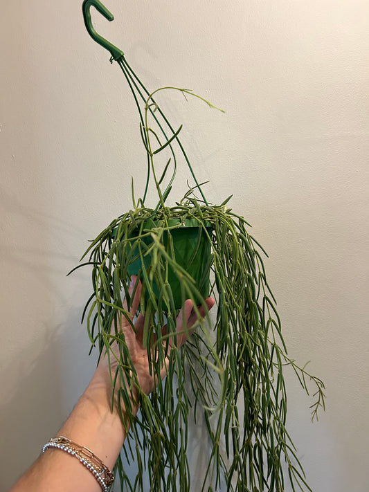 Hoya Linearis - Love Plant