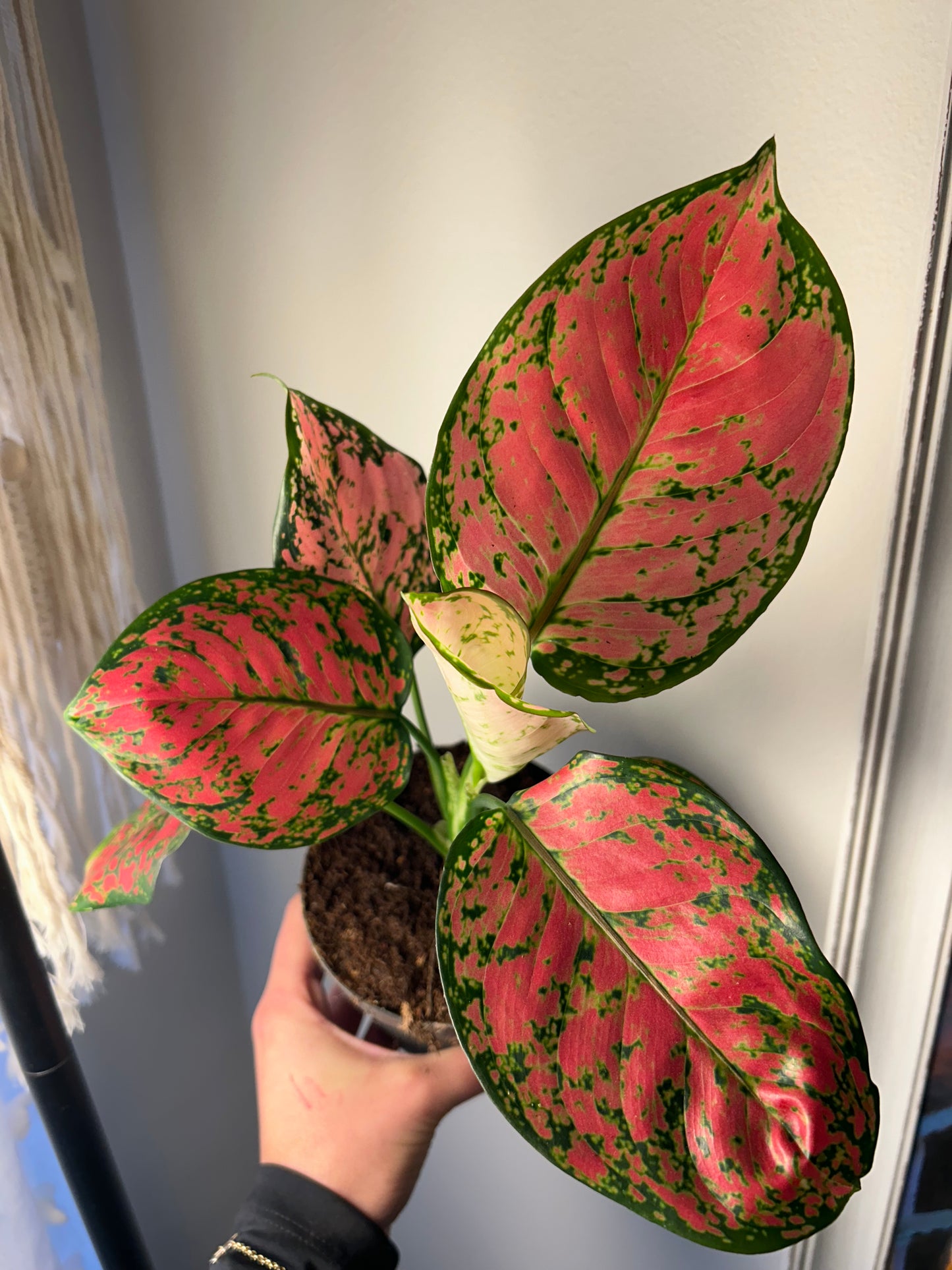 Aglaonema Crimson