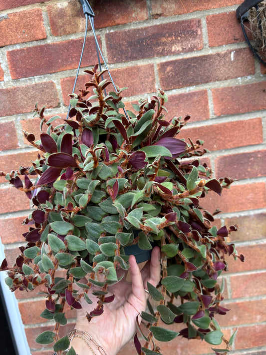 Tradescantia - Brown Hill