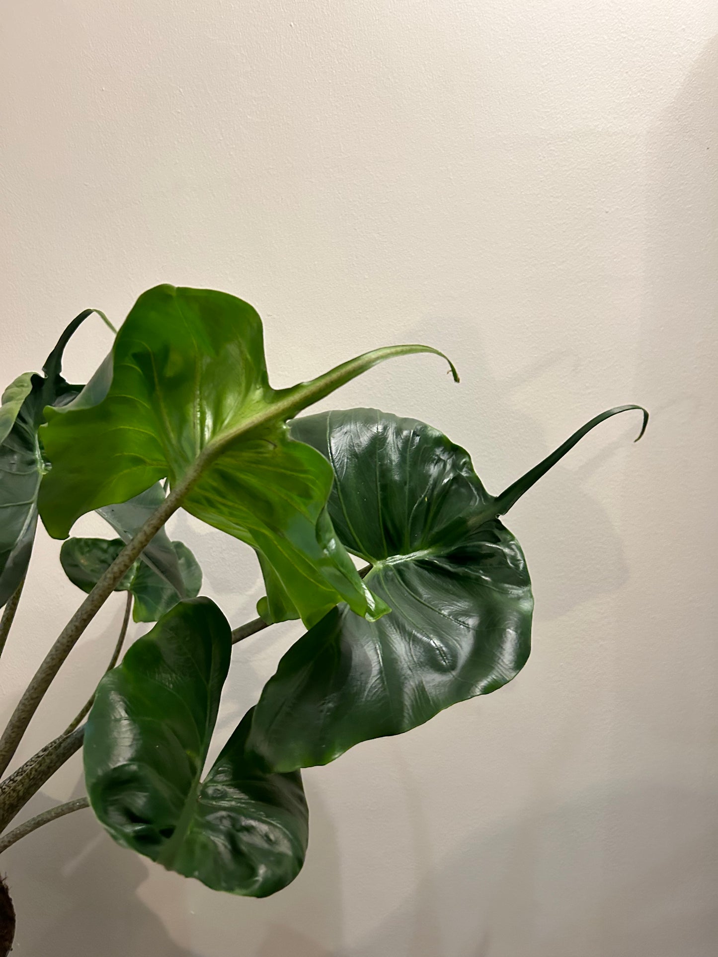 Alocasia Sting Ray