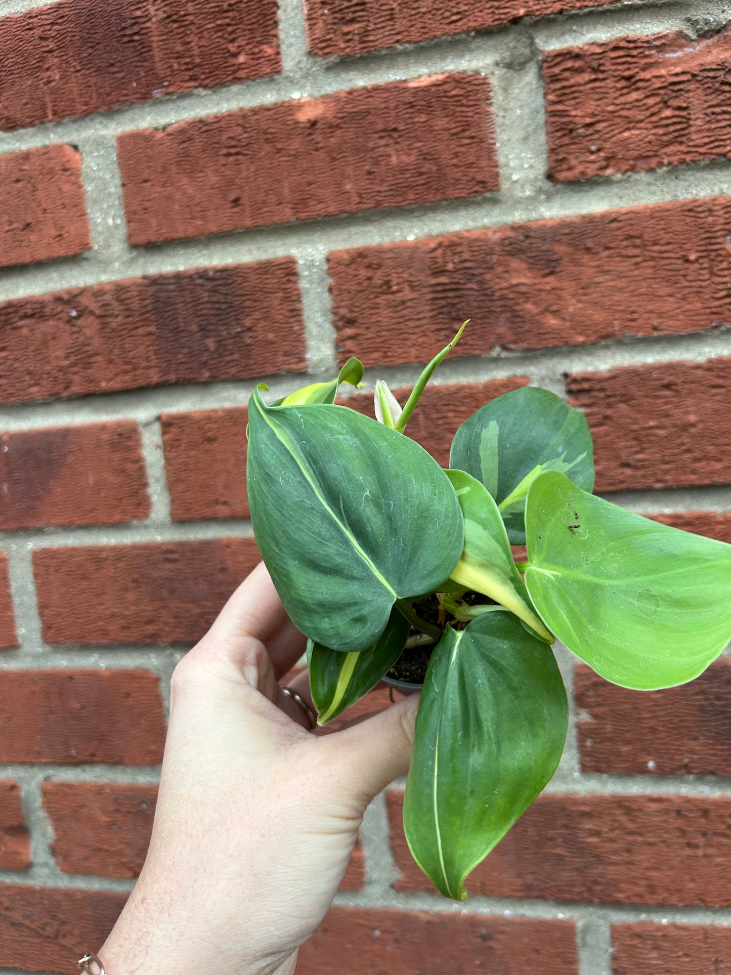 Philodendron Brasil - 6cm