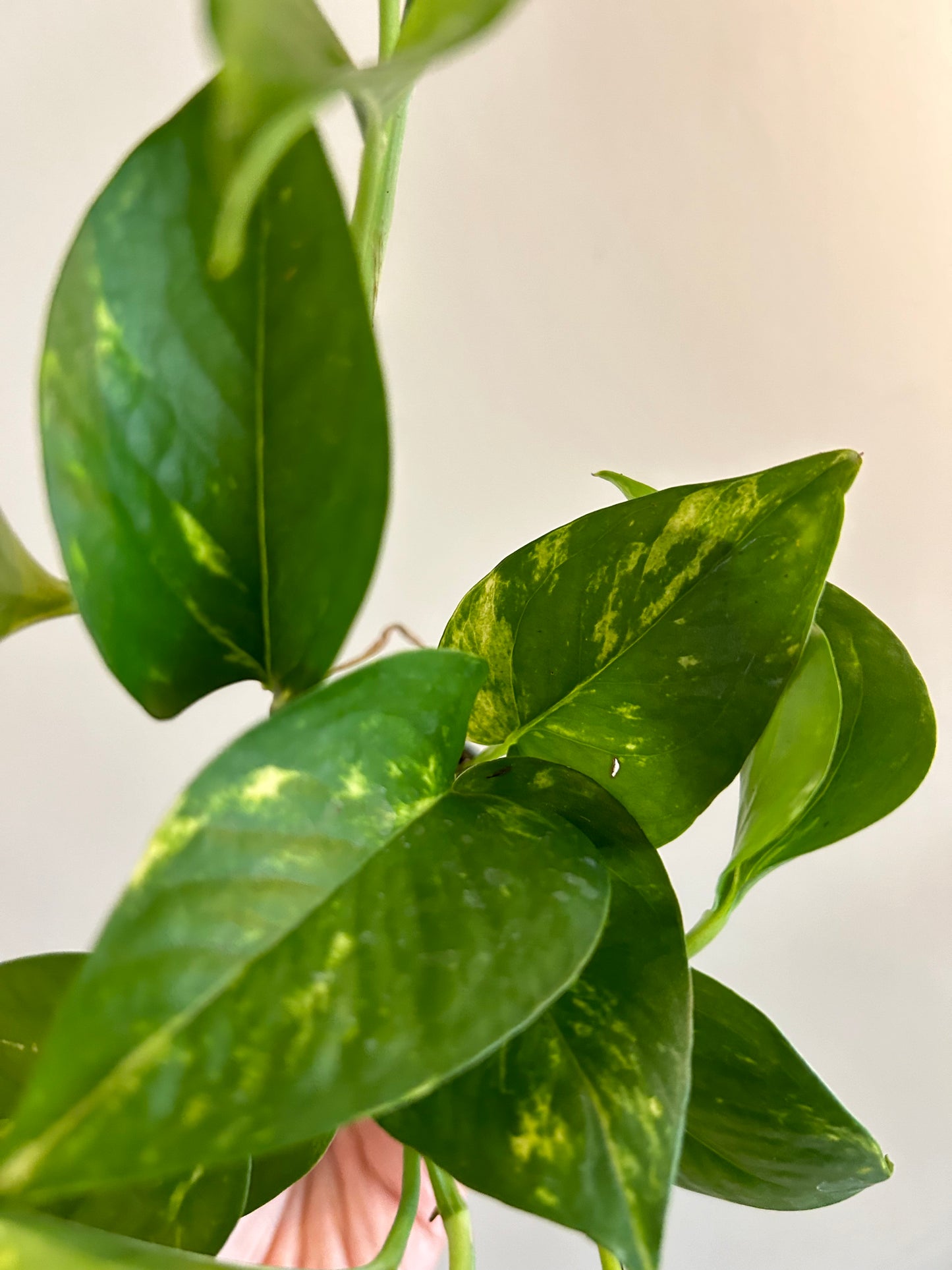 Golden Pothos